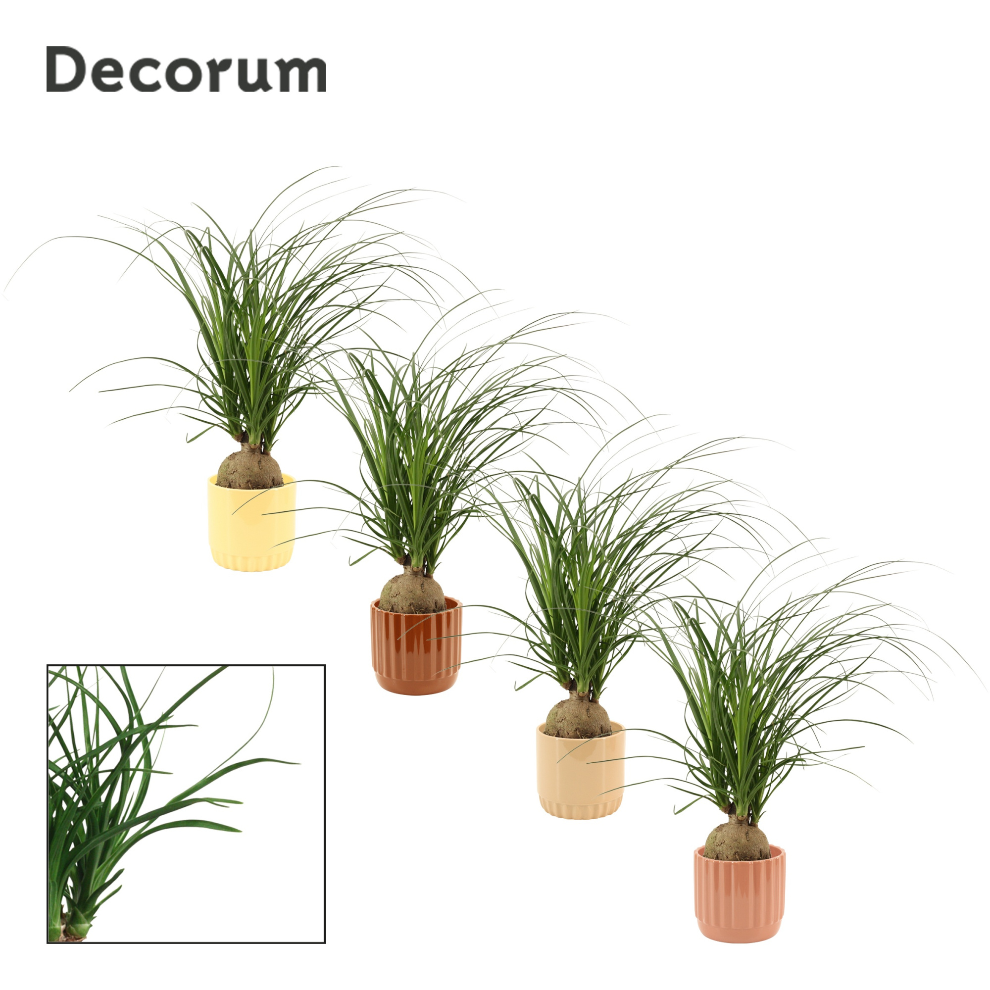 Beaucarnea bol 12 cm in Liam (Coffee blend-collection), D 12 cm