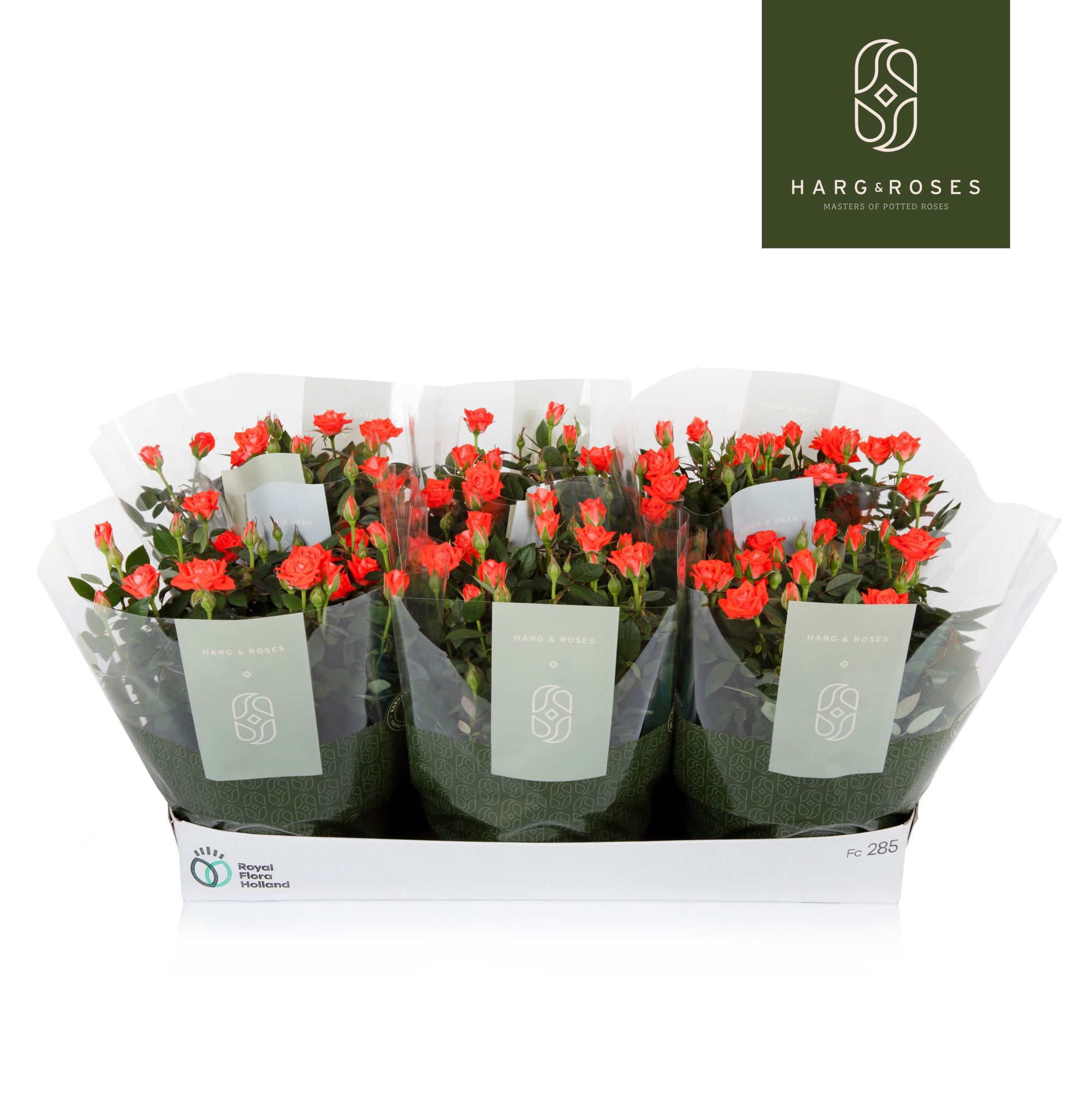 Rosa Kordana Schaal Oranje, D 21