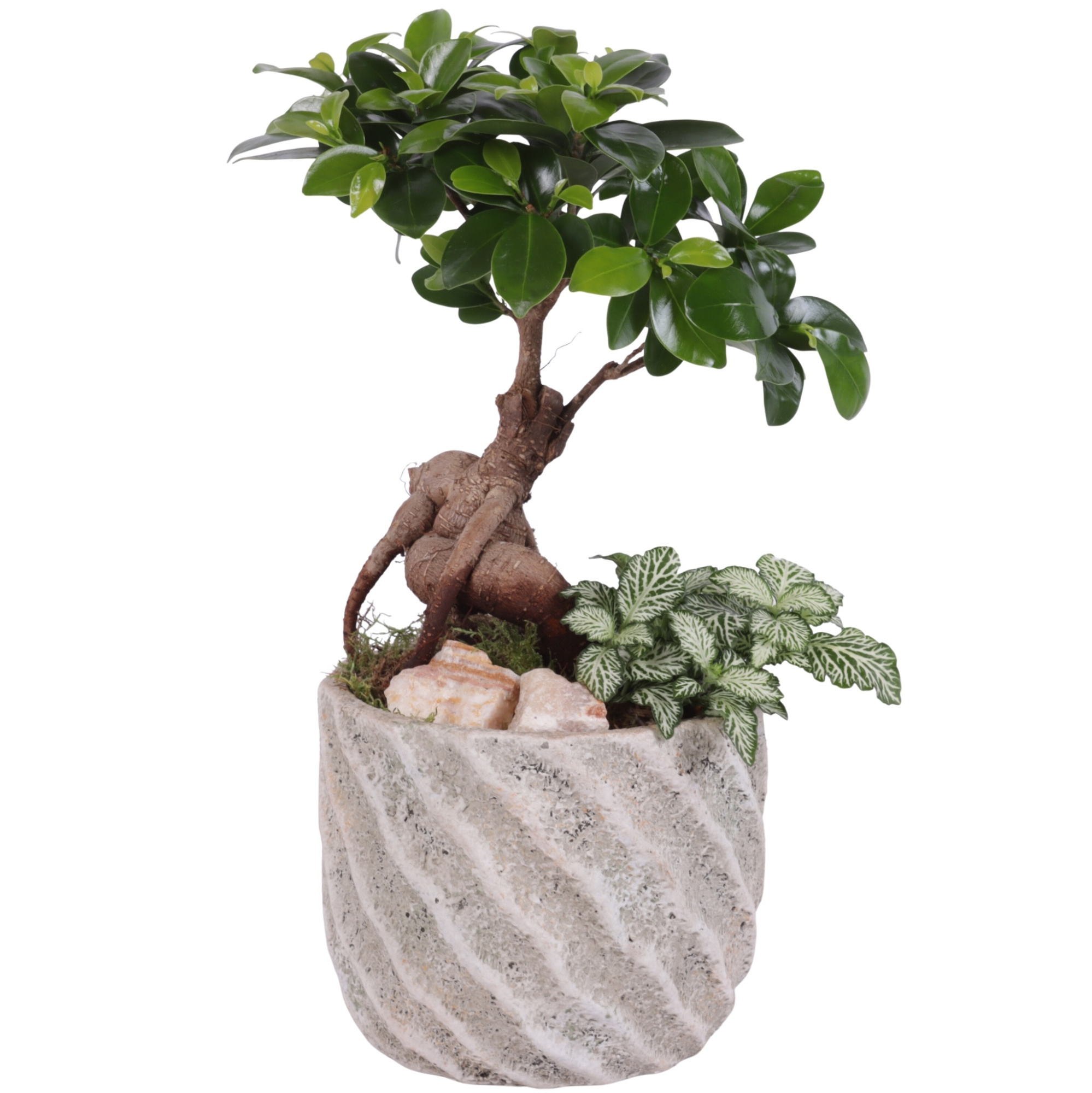 Yearround Arr. Indoor Ceramic Naturel Touch NT668 Ø15cm 2PP, D 15