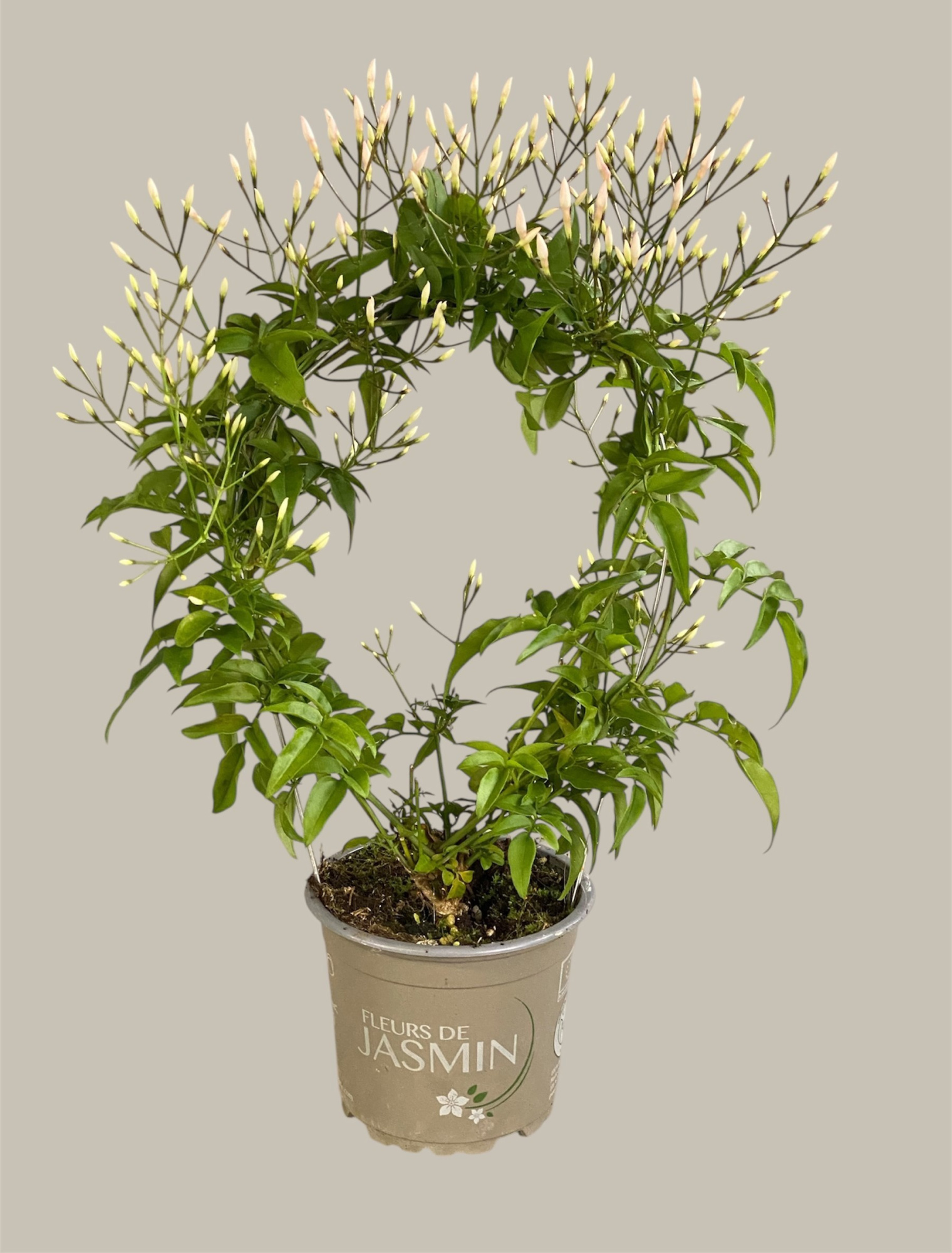 Jasminum polyanthum 100+ knoppen, D 12