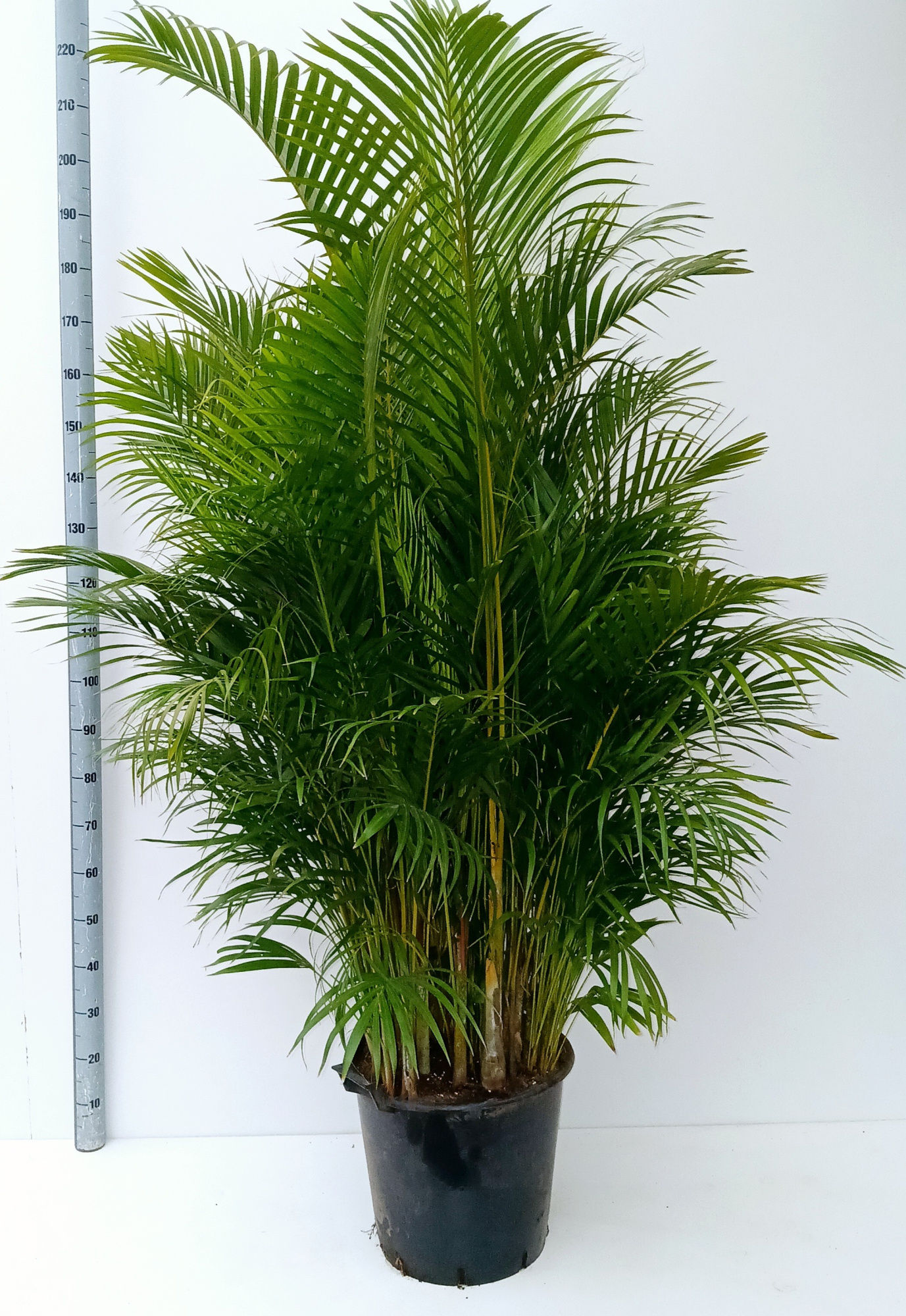 dypsis lutescens, D 40