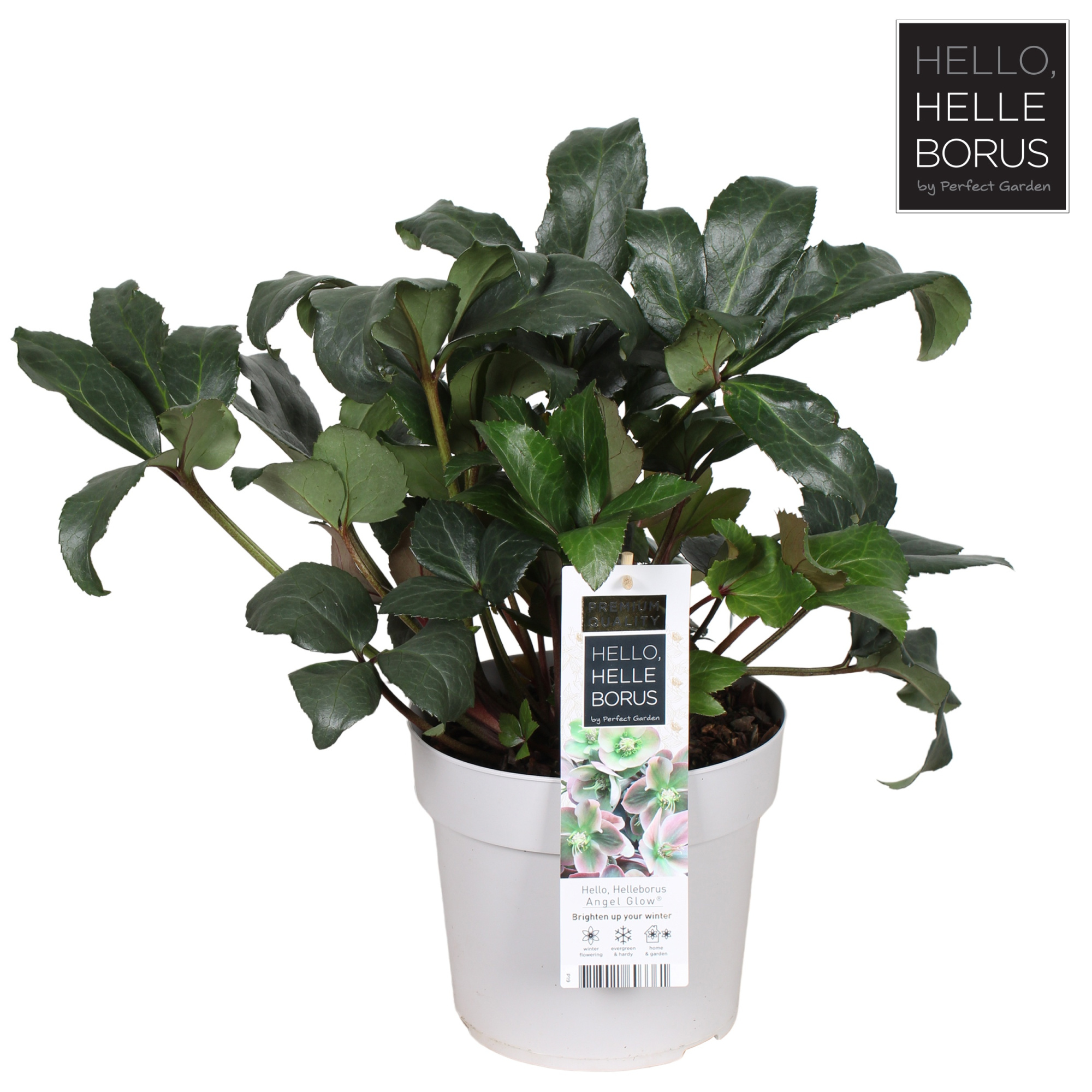 Helleborus 'Angel Glow' P19, D 19 cm