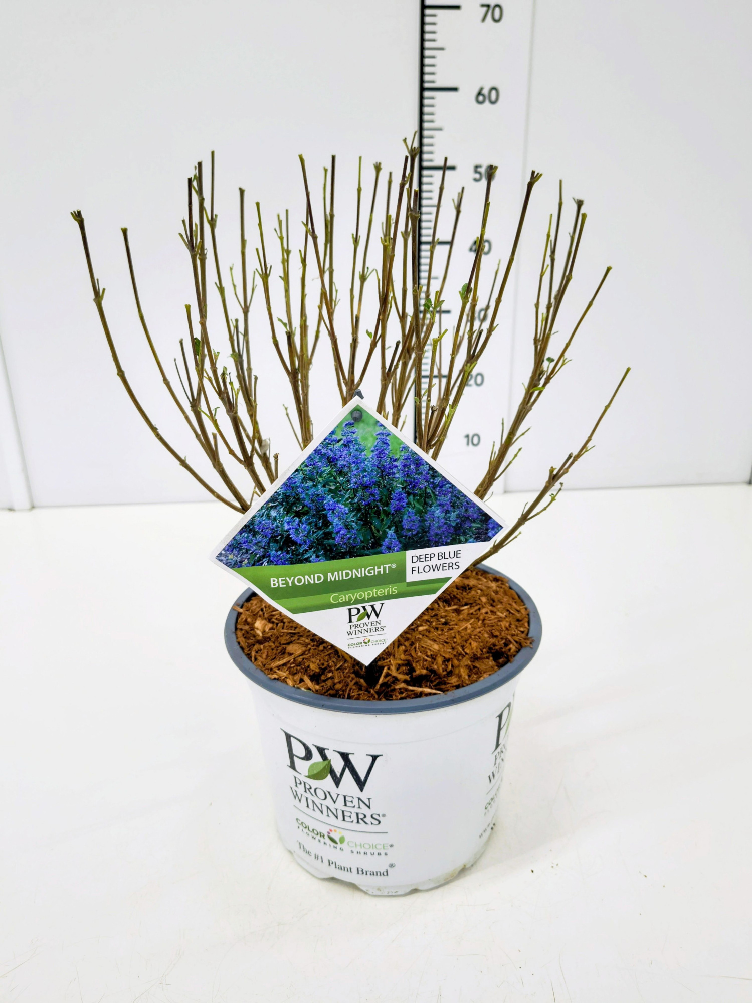 Caryopteris cland. 'Beyond Midnight' C5, D 23 cm