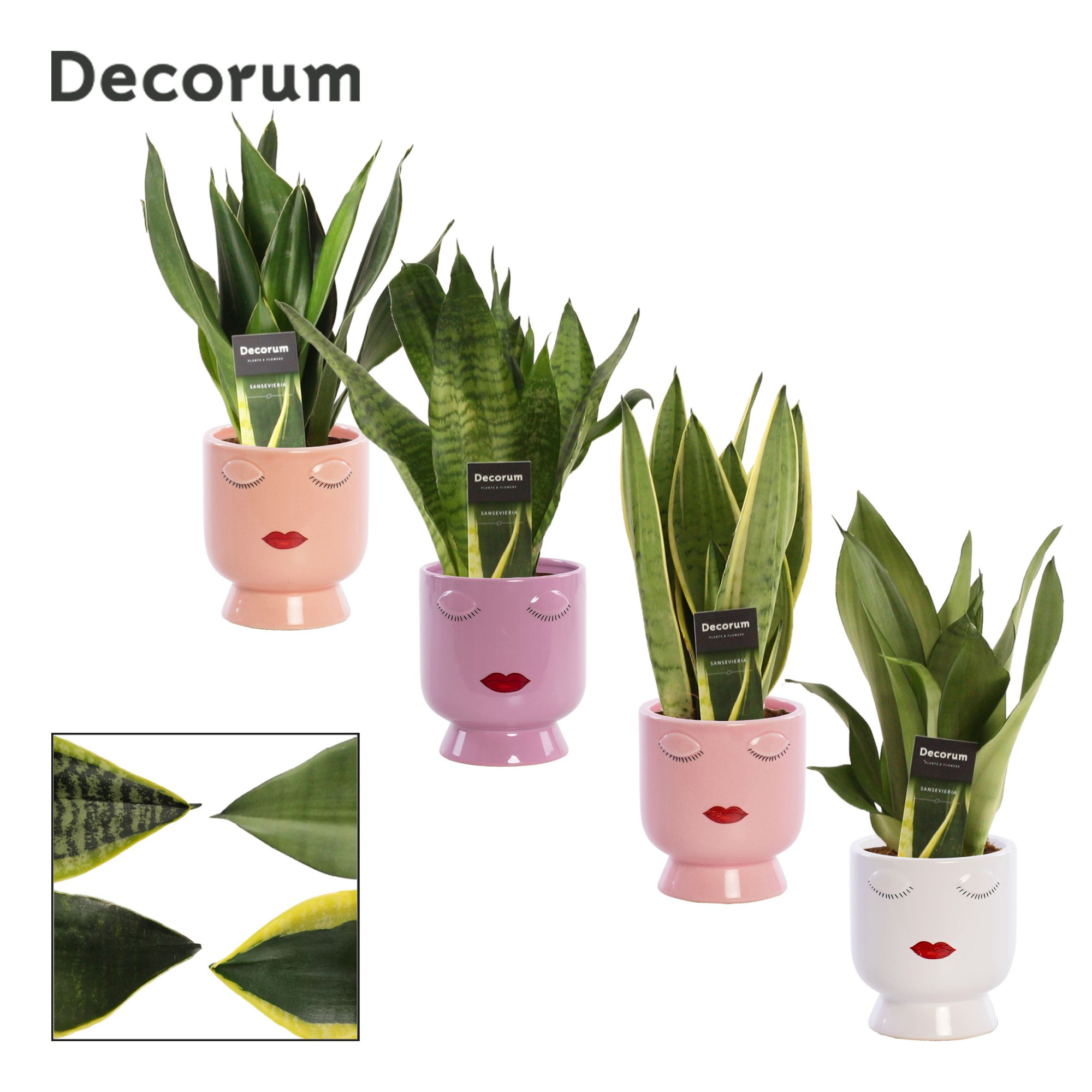 Sansevieria Super mix 12 cm in Dua Lipa (Party Love-collection), D 12 cm
