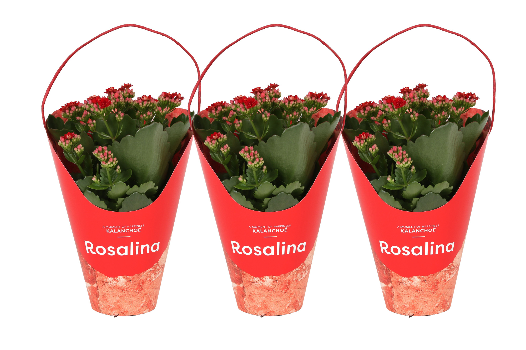KP-858.1 RD - Kalanchoe Rosalina Rood 12cm in rode Giftskoker, D 12 cm
