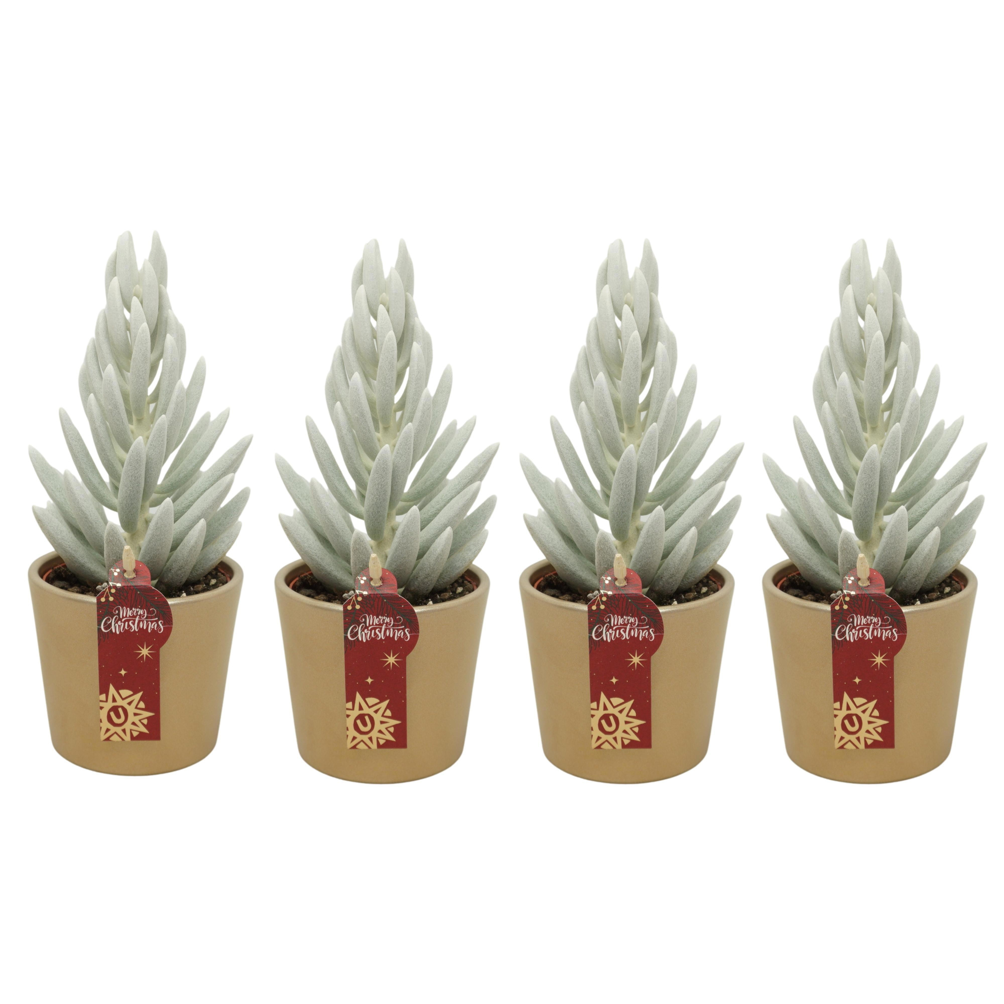 Senecio Mont Blanc 'natural' in 9 cm Goud Kerst potje, D 8,5 cm