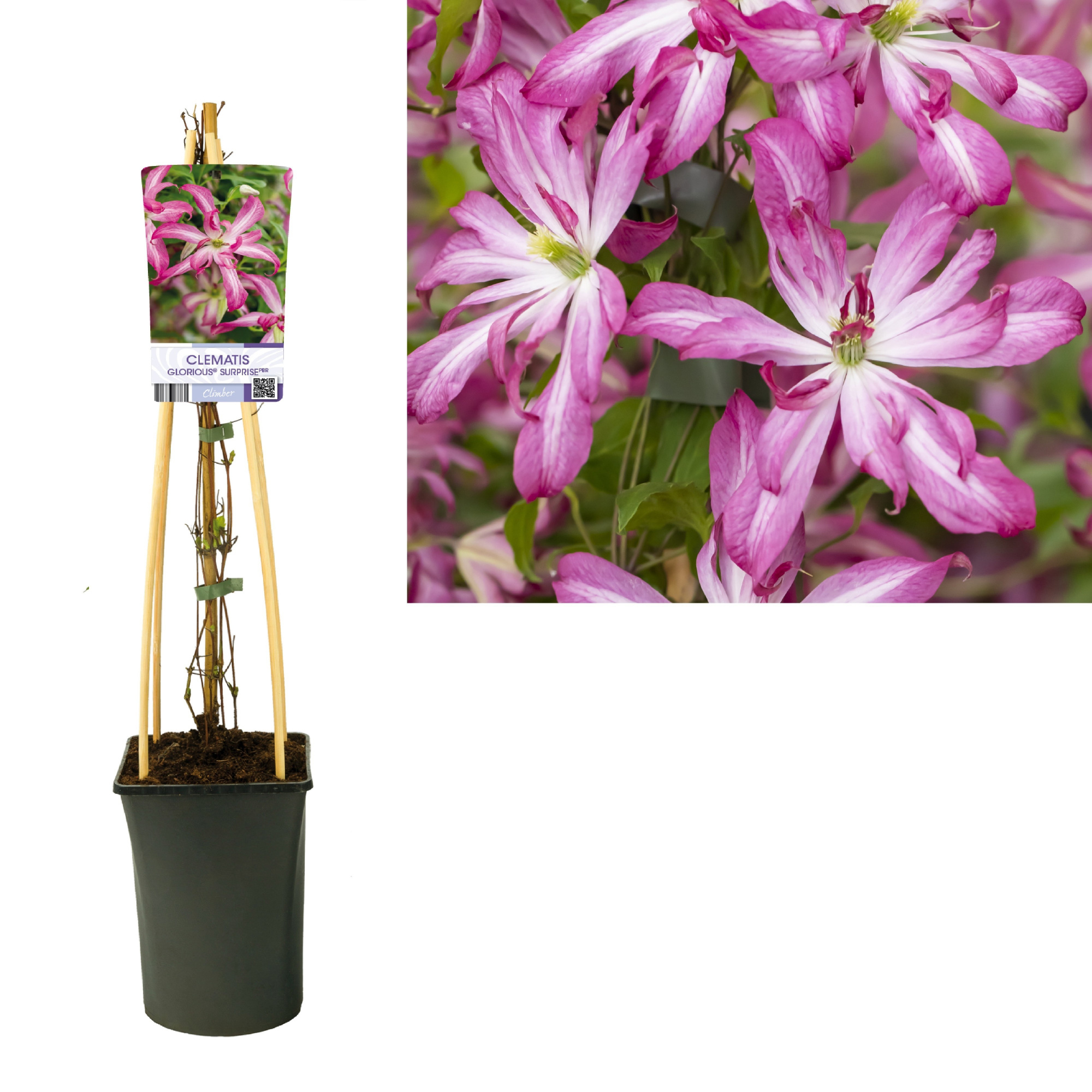 Clematis Glorious® Surprise PBR +light label, D 17