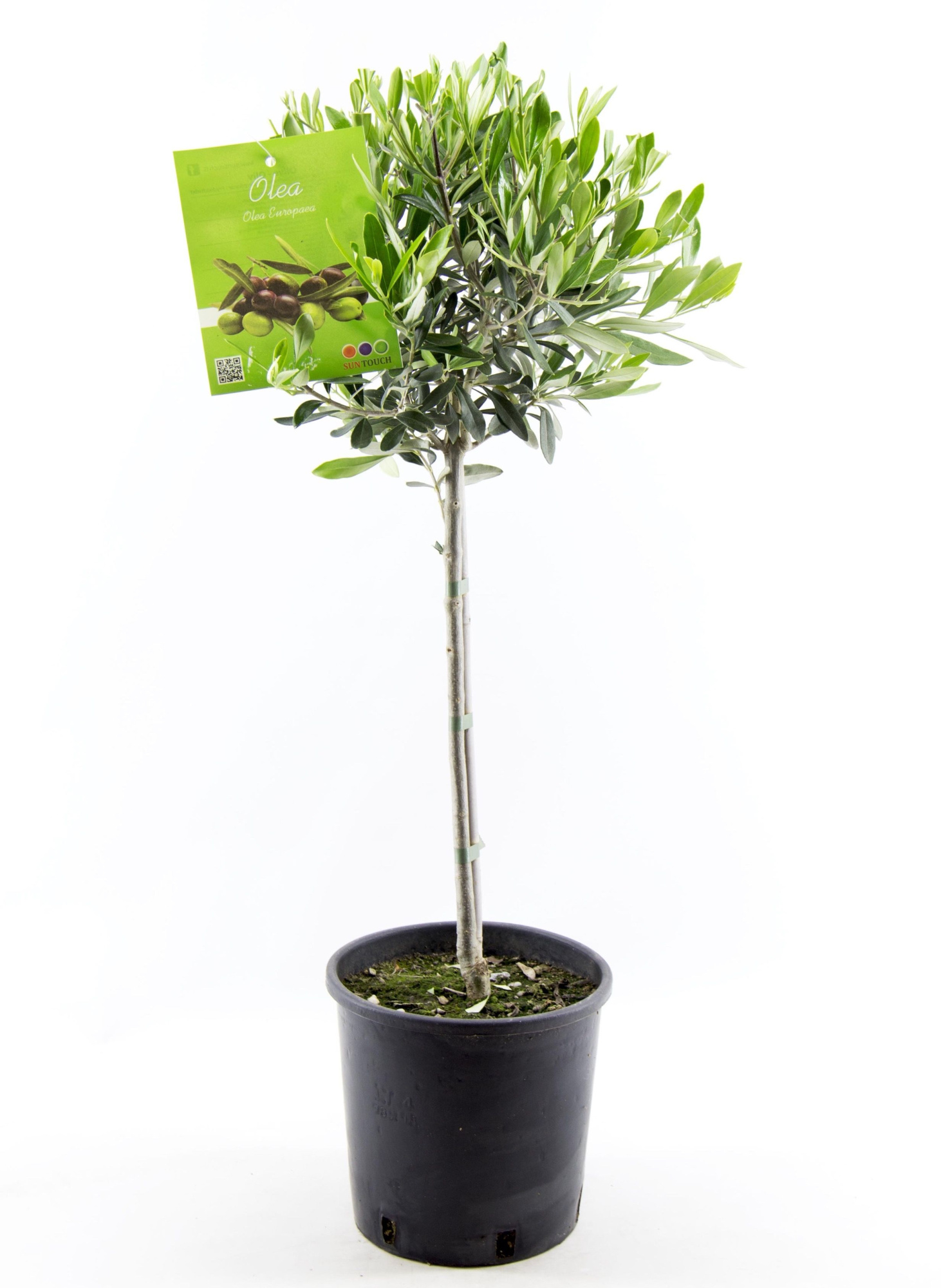 Olea Europaea stem - 80cm, D 19 cm