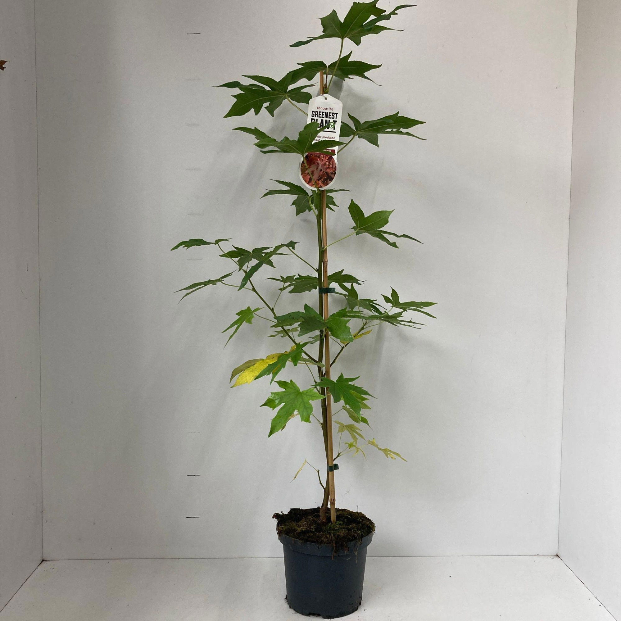 Liquidambar styr. 'Worplesdon' 100-125 cm, D 19 cm