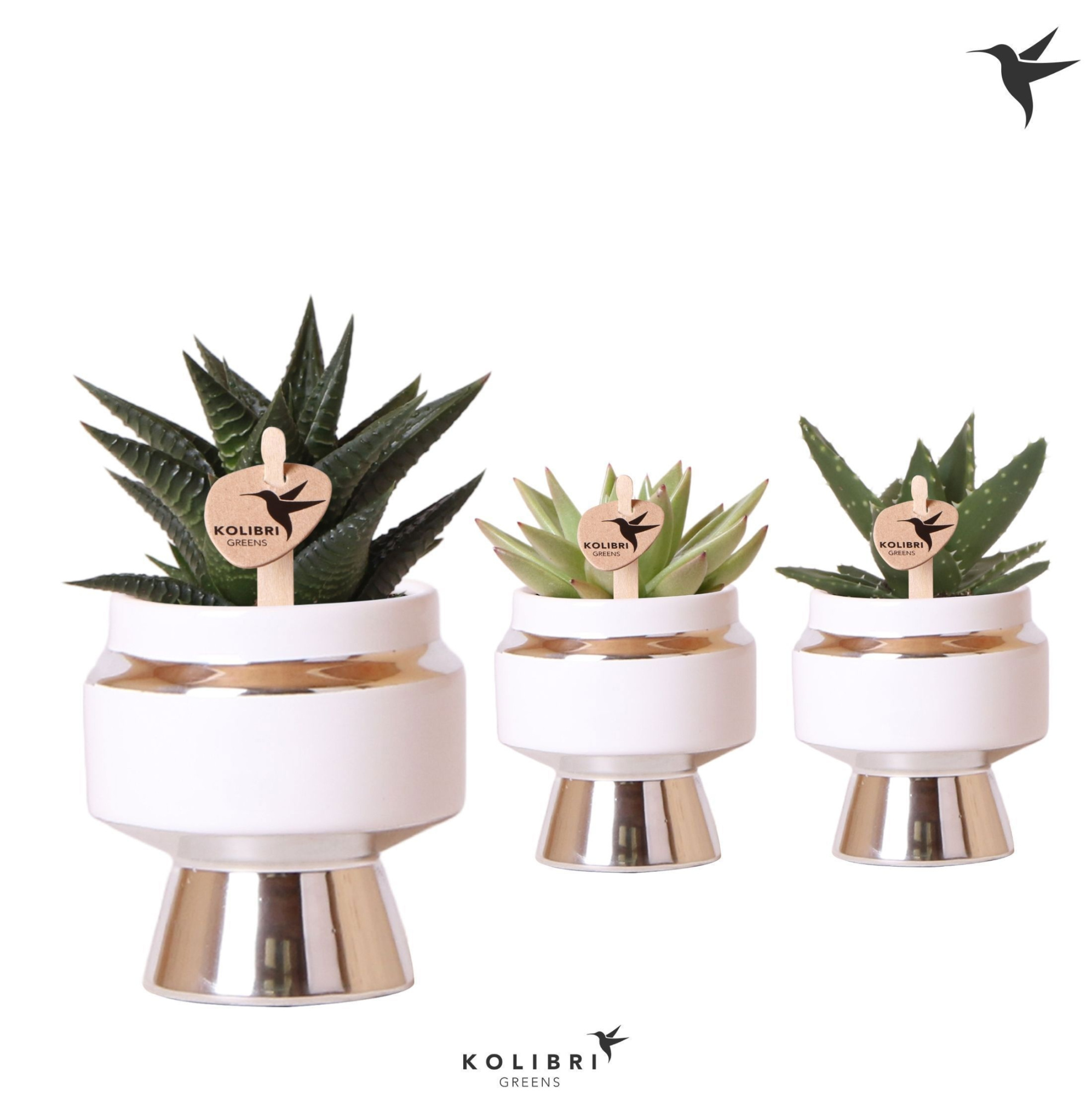 Kolibri Greens Succulenten mix in Le Chic pot silver, D 6 cm
