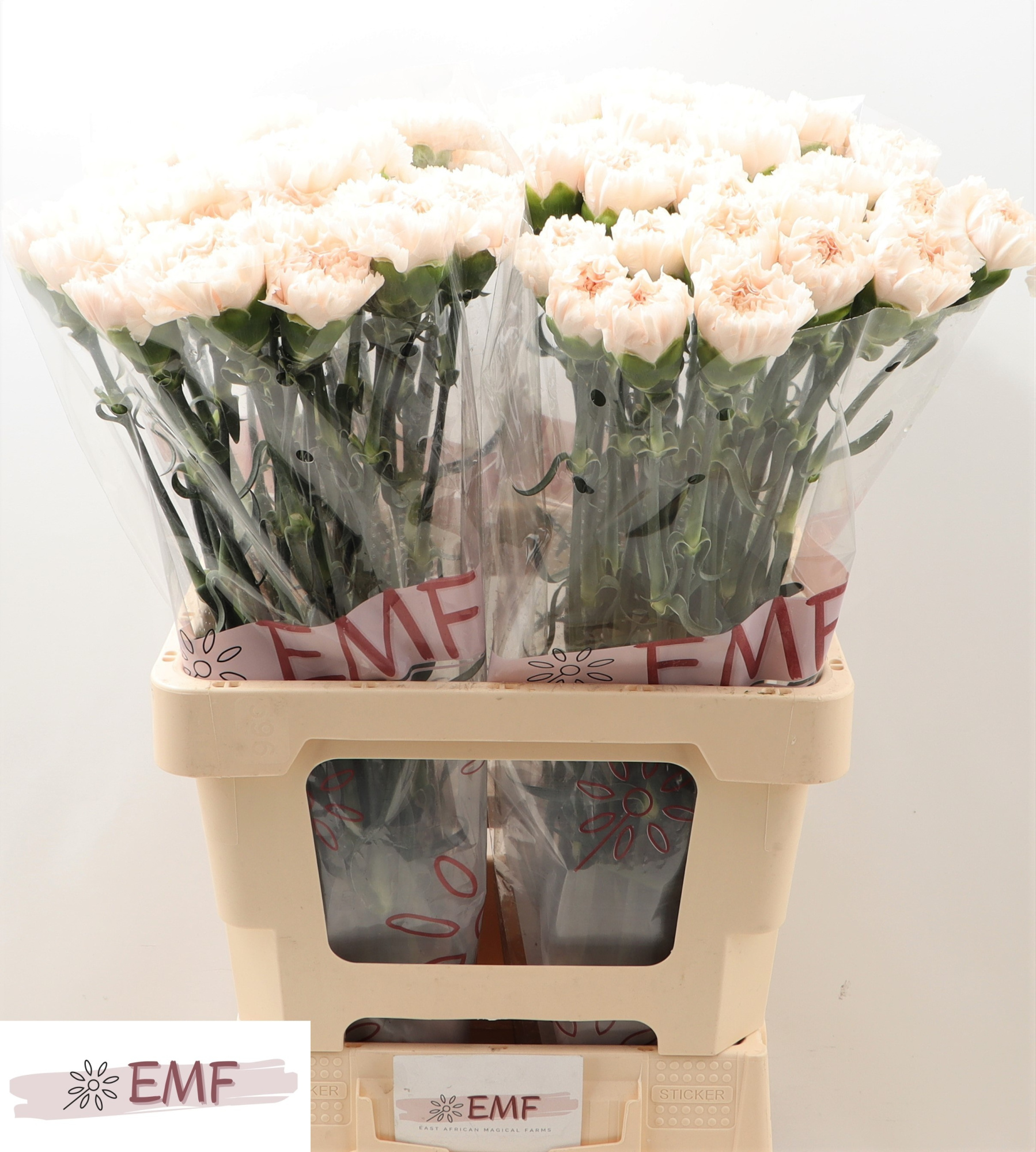 Диантус од. Брют, шт.