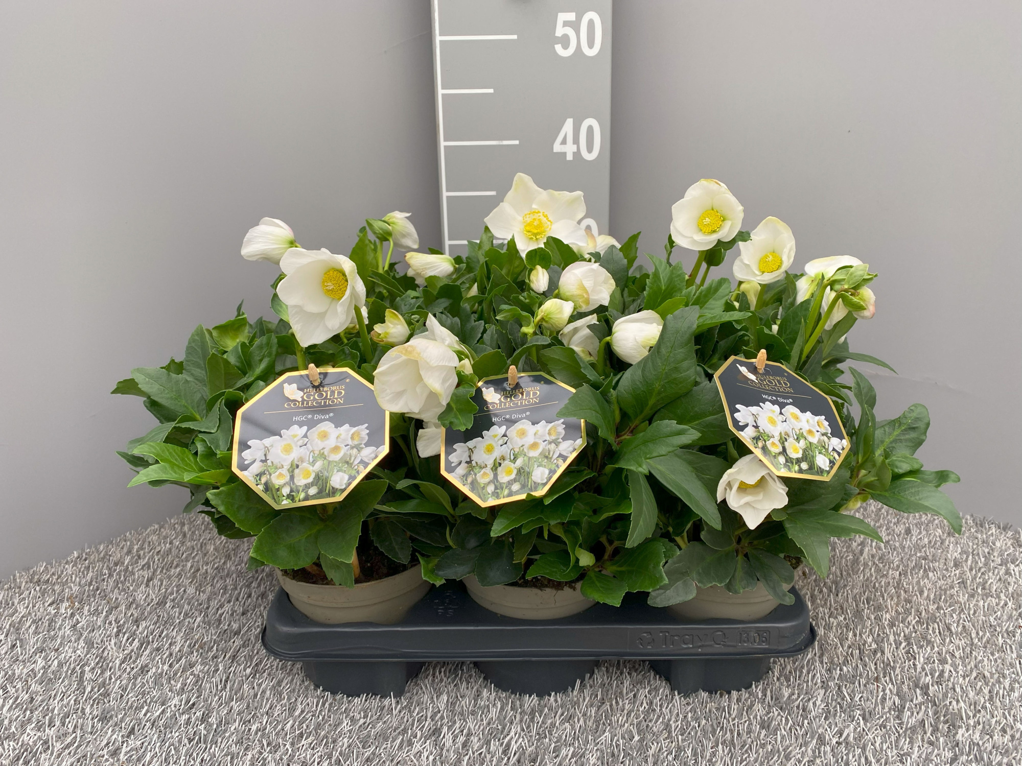 HGC® Diva®, D 13 cm