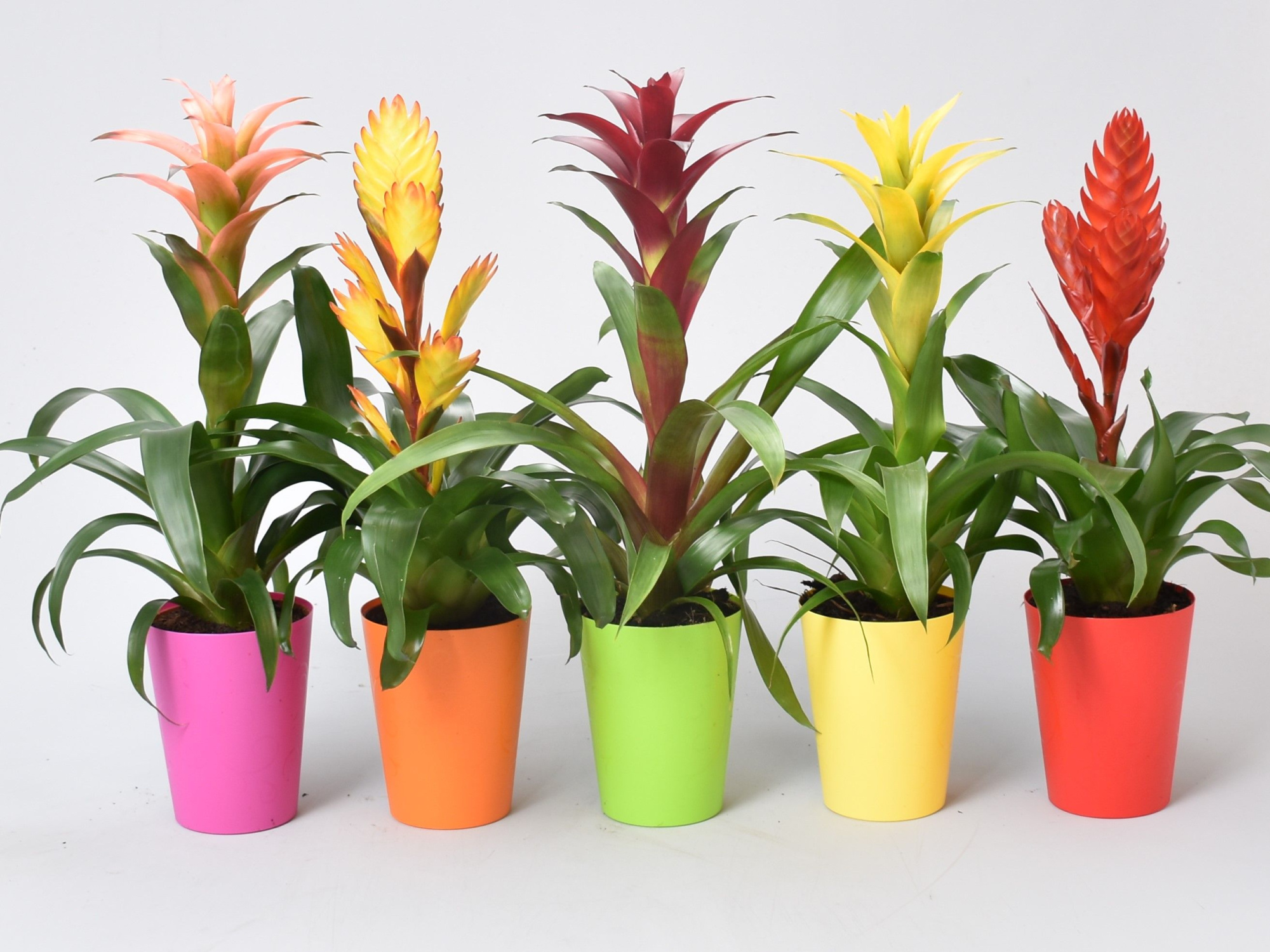 Bromelia mix in ompot, D 12 cm