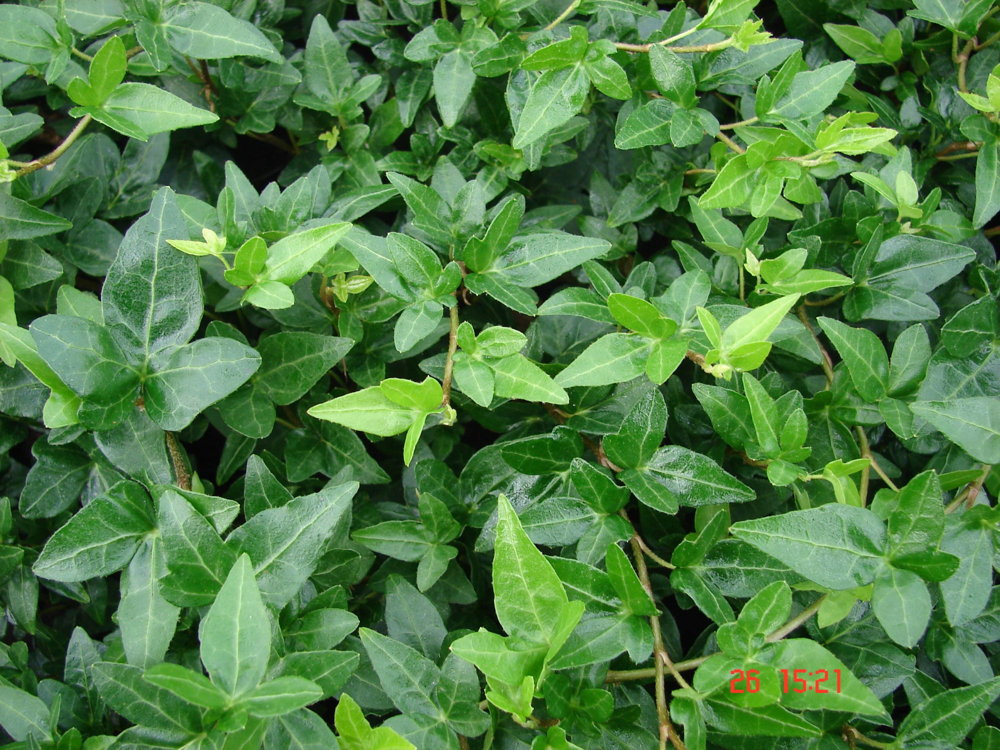 Hedera Shamrock, D 9