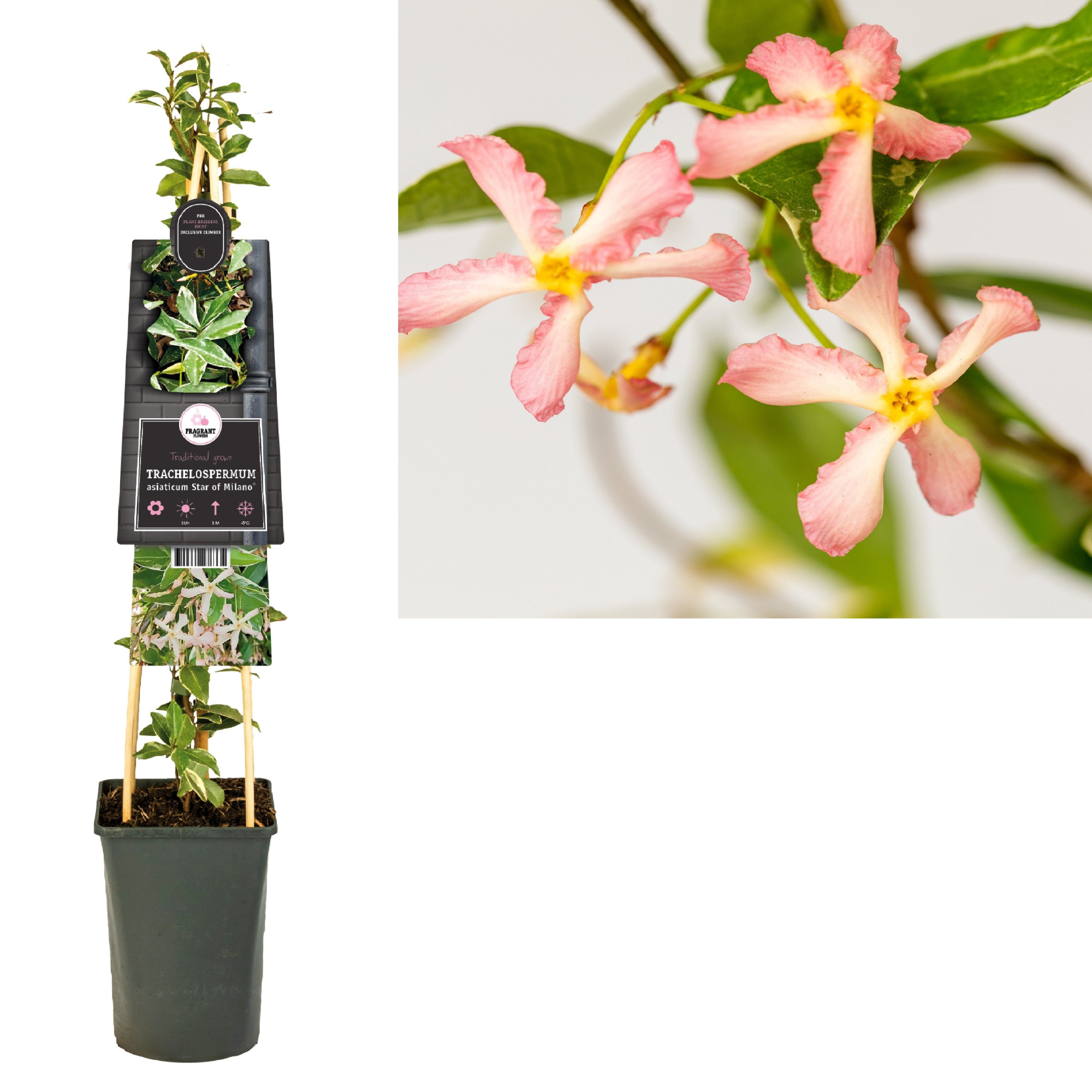 Trachelospermum Star of Milano PBR +3.0 label, D 17 cm