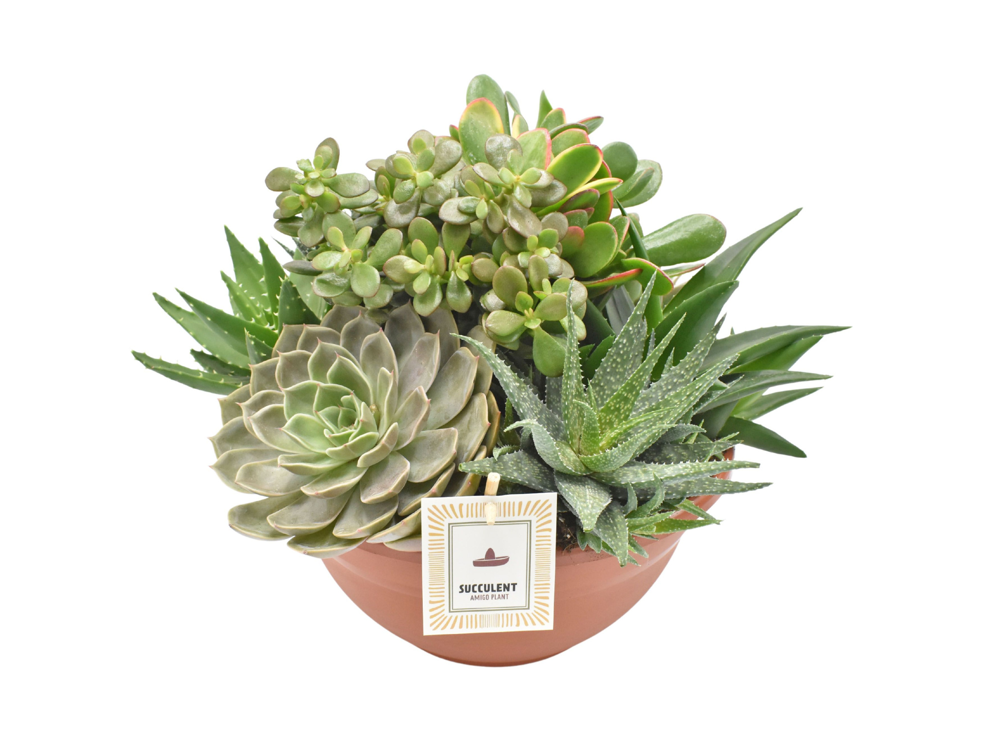 Arrangement in plastic bowl 30 cm, D 30