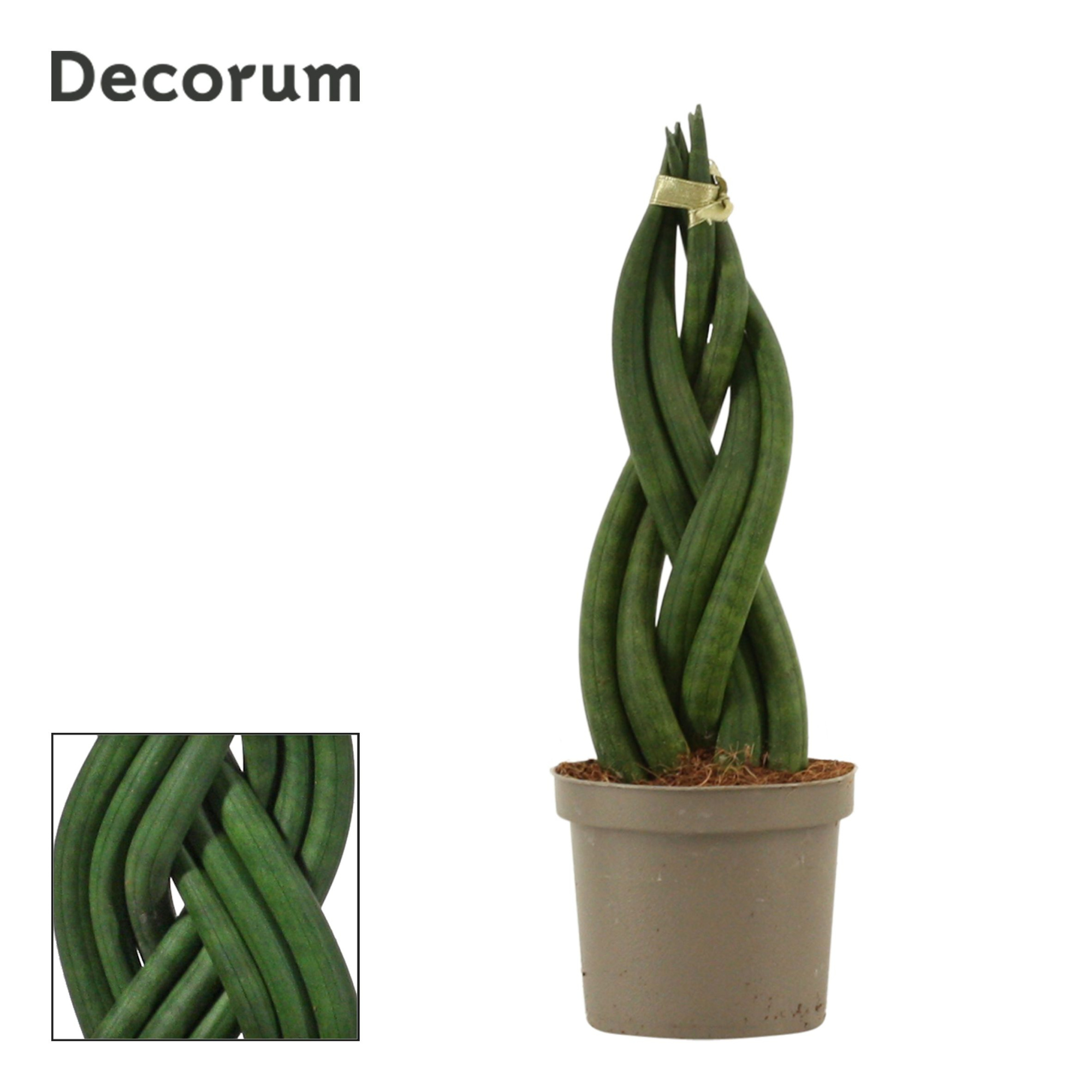 Sansevieria Cylindrica 9 cm Braid (Decorum), D 9 cm