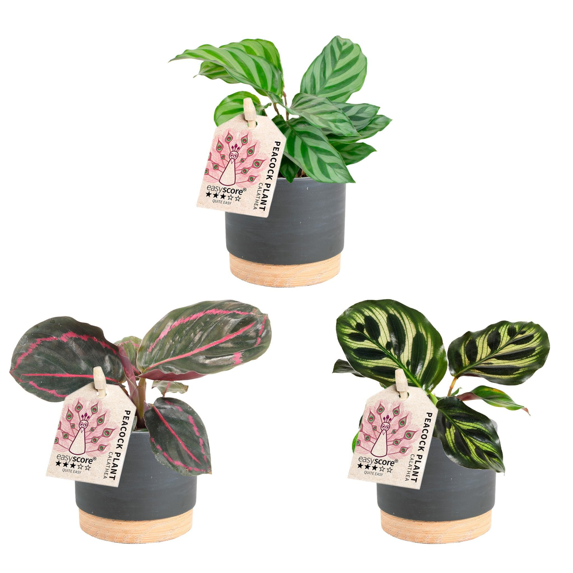 Woodbase Liqurice, Calathea, D 7 cm
