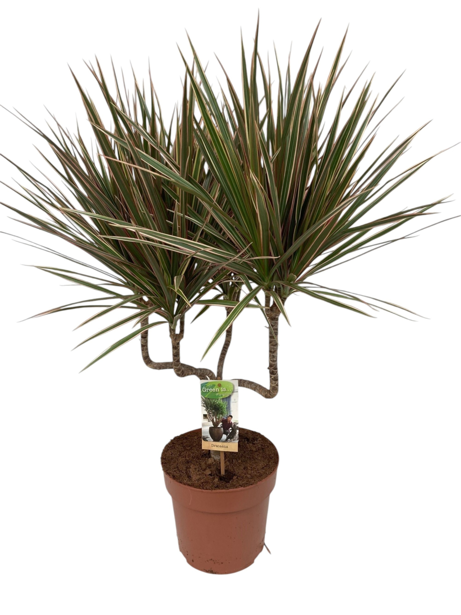 Dracaena Bicolor kandelaar, D 21 cm
