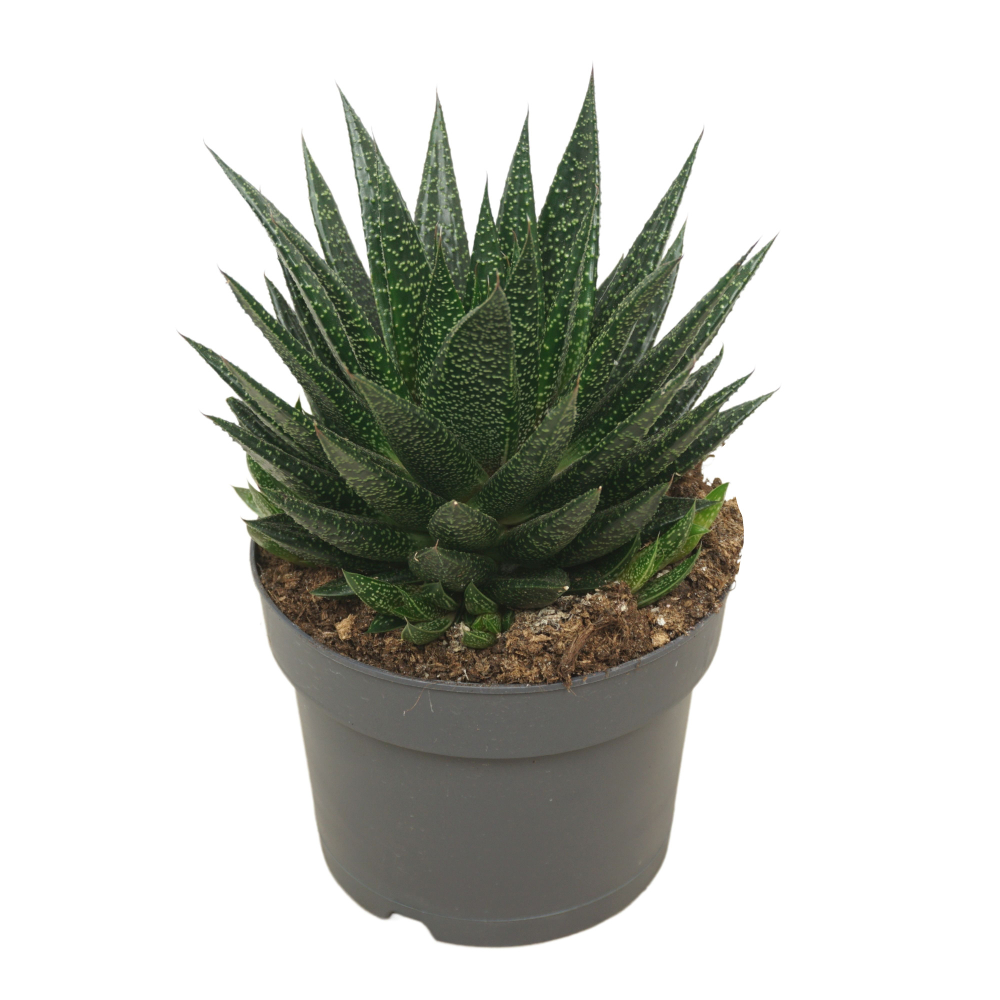 Gasteria d'due 17 cm met etiket, D 17 cm