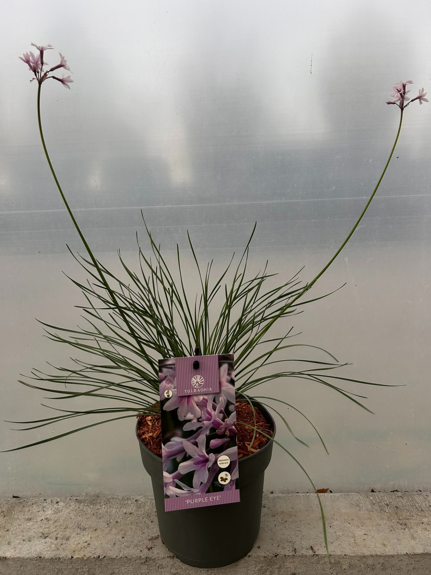 Tulbaghia 'Purple eye P17', D 17