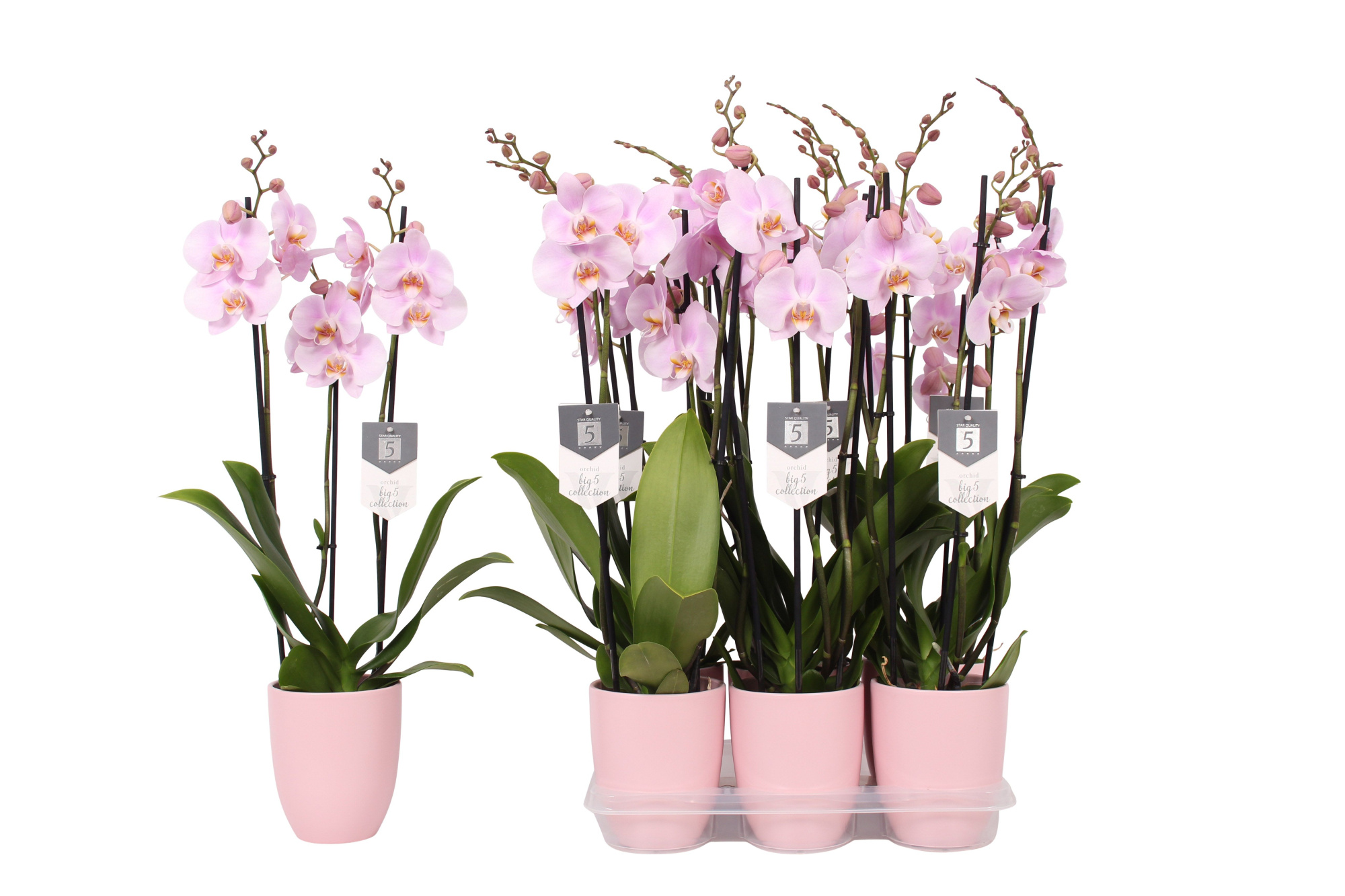 Phalaenopsis Rosion, 3-spike 22+ Pink Ceramics, D 12 cm
