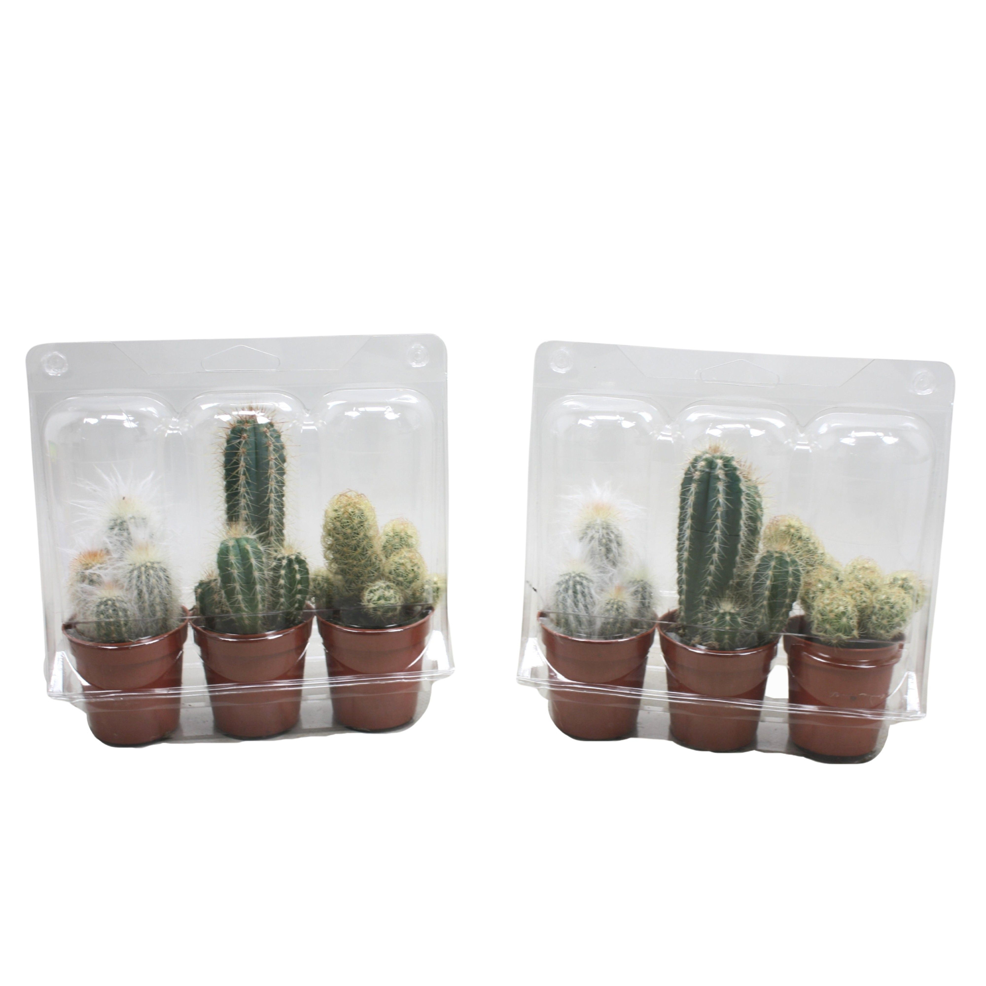 Cactus mix 5,5 cm in blister 3 pack, D 5,5
