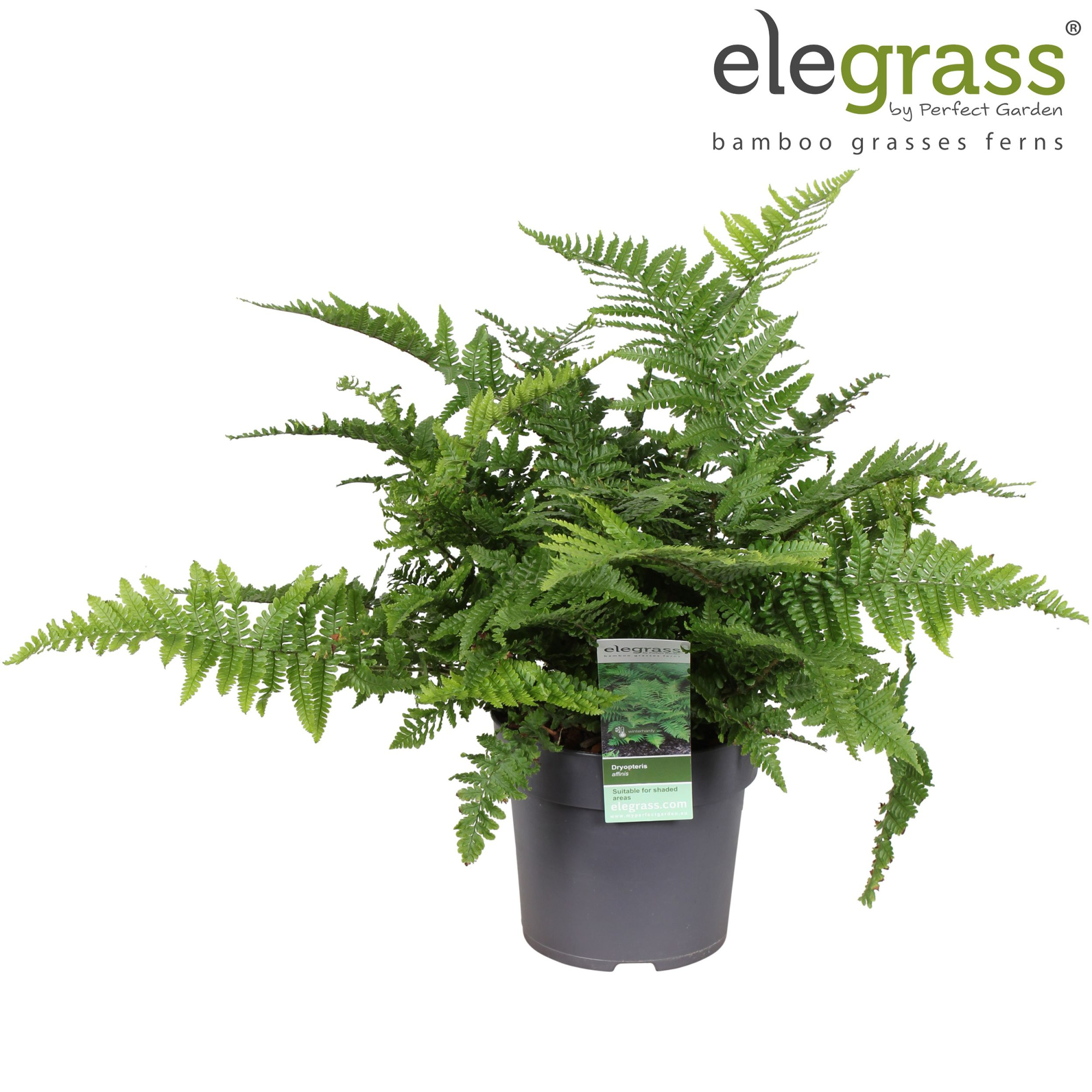 Dryopteris Affinis P14, D 14 cm