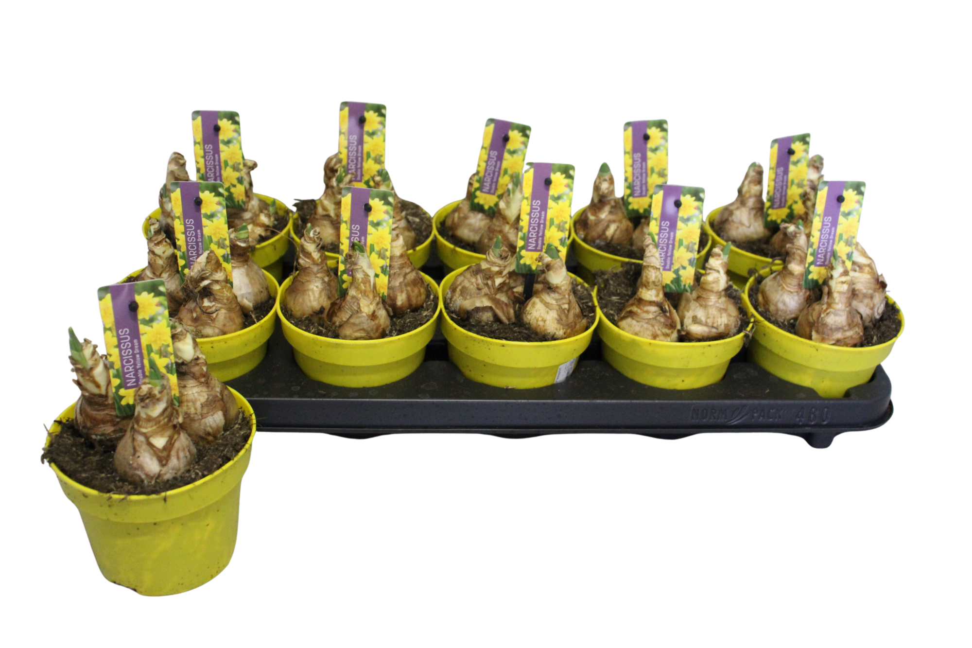 Narcissus P12 Double Yellow Dream, D 12