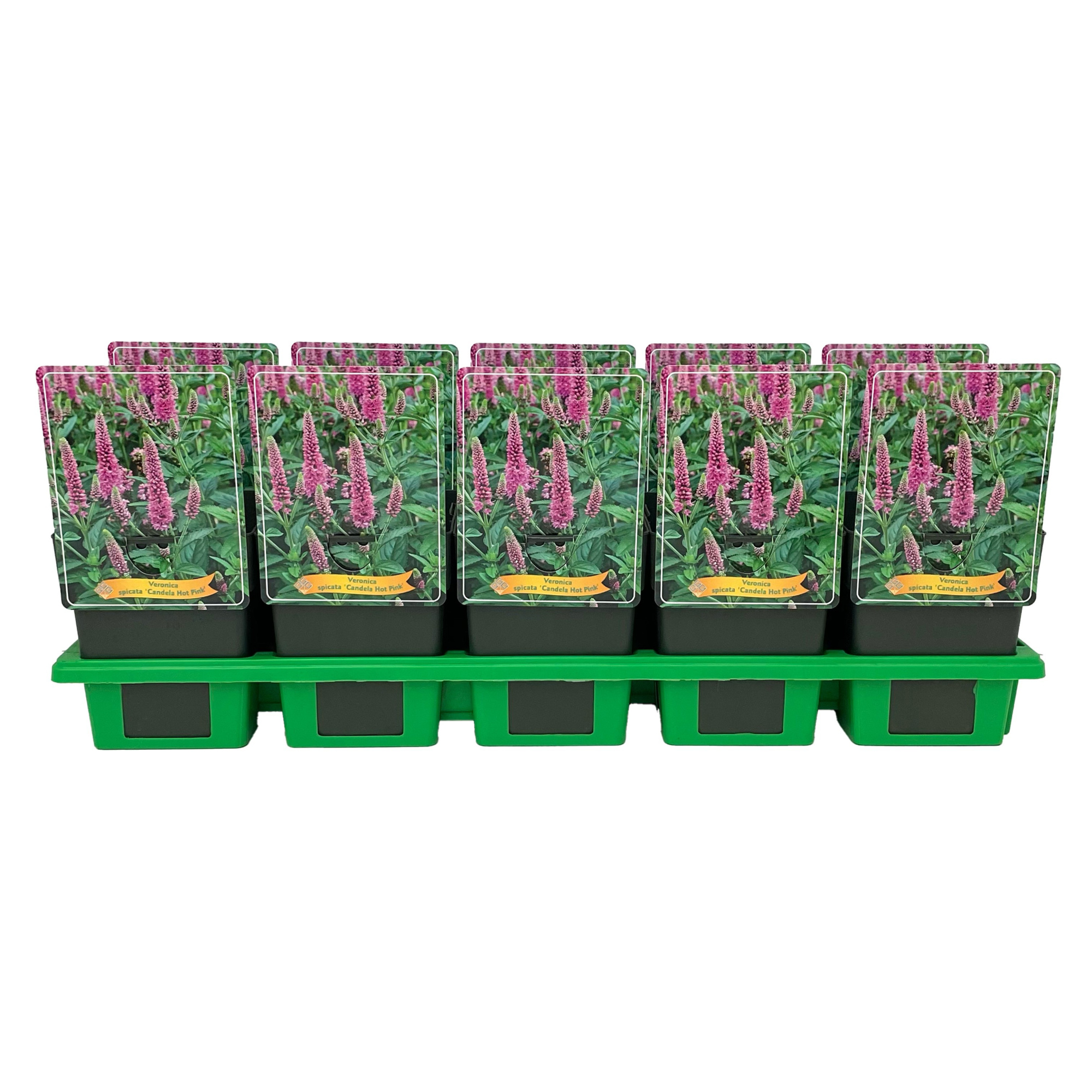 Veronica spicata 'Candela Hot Pink' P11, D 11