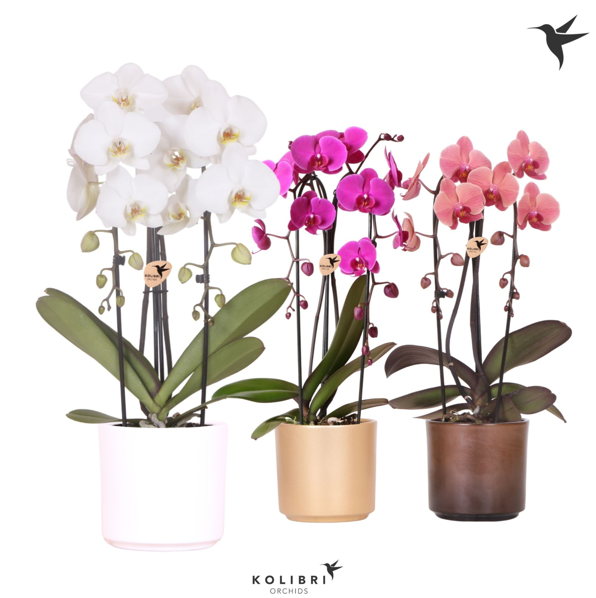 Kolibri Orchids Cascade Niagara Fall mix 2 spike in Simplicity pot gold mix, D 12 cm