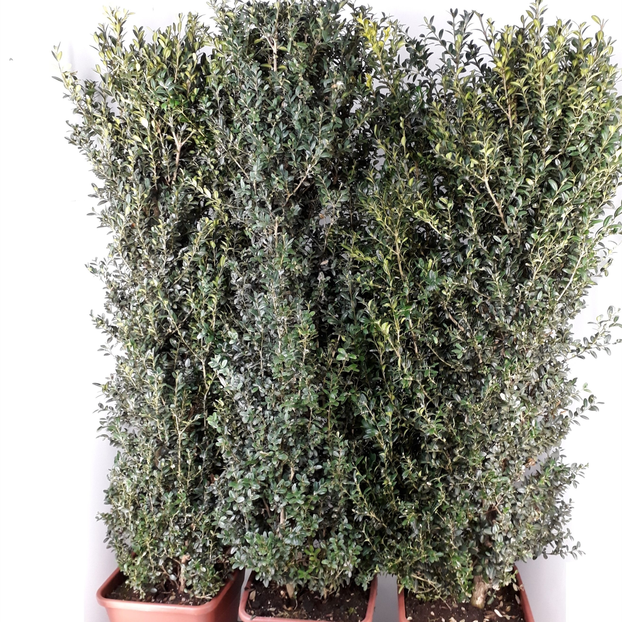 Buxus Sempervirens 120-130cm hegvorm, D 30