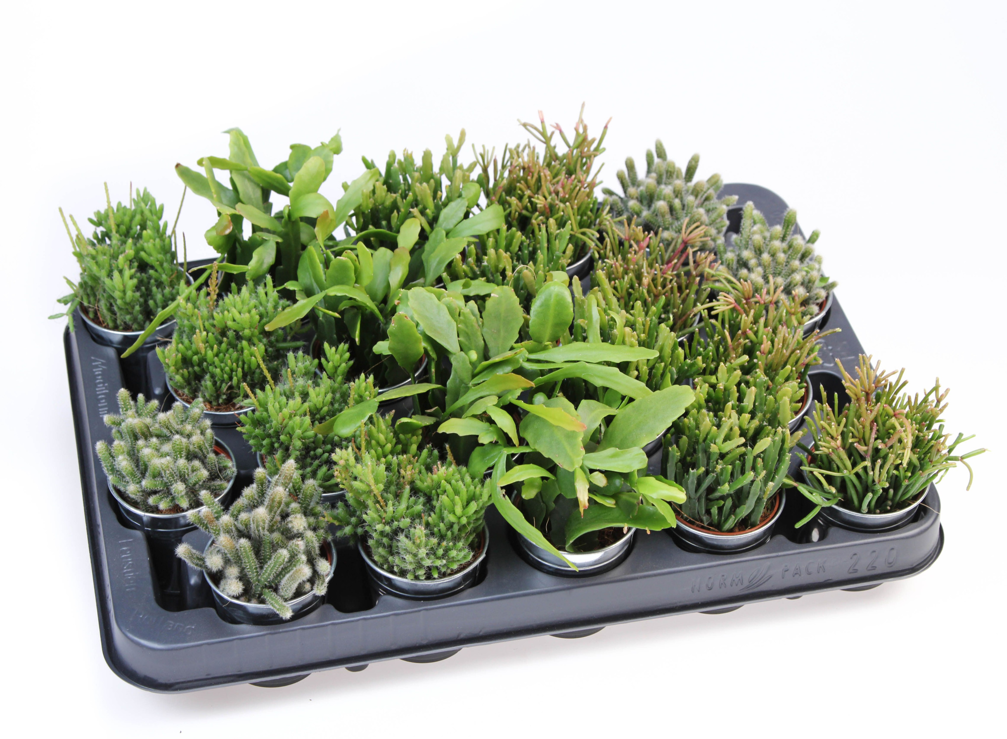 Rhipsalis mix in Zinkpot, D 5,5 cm