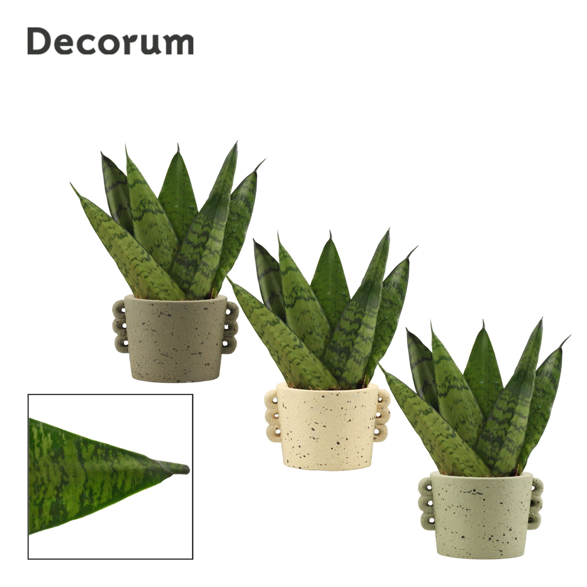 Sansevieria zeylanica fan 6 cm in Dione (Nature world-collection, D 6 cm