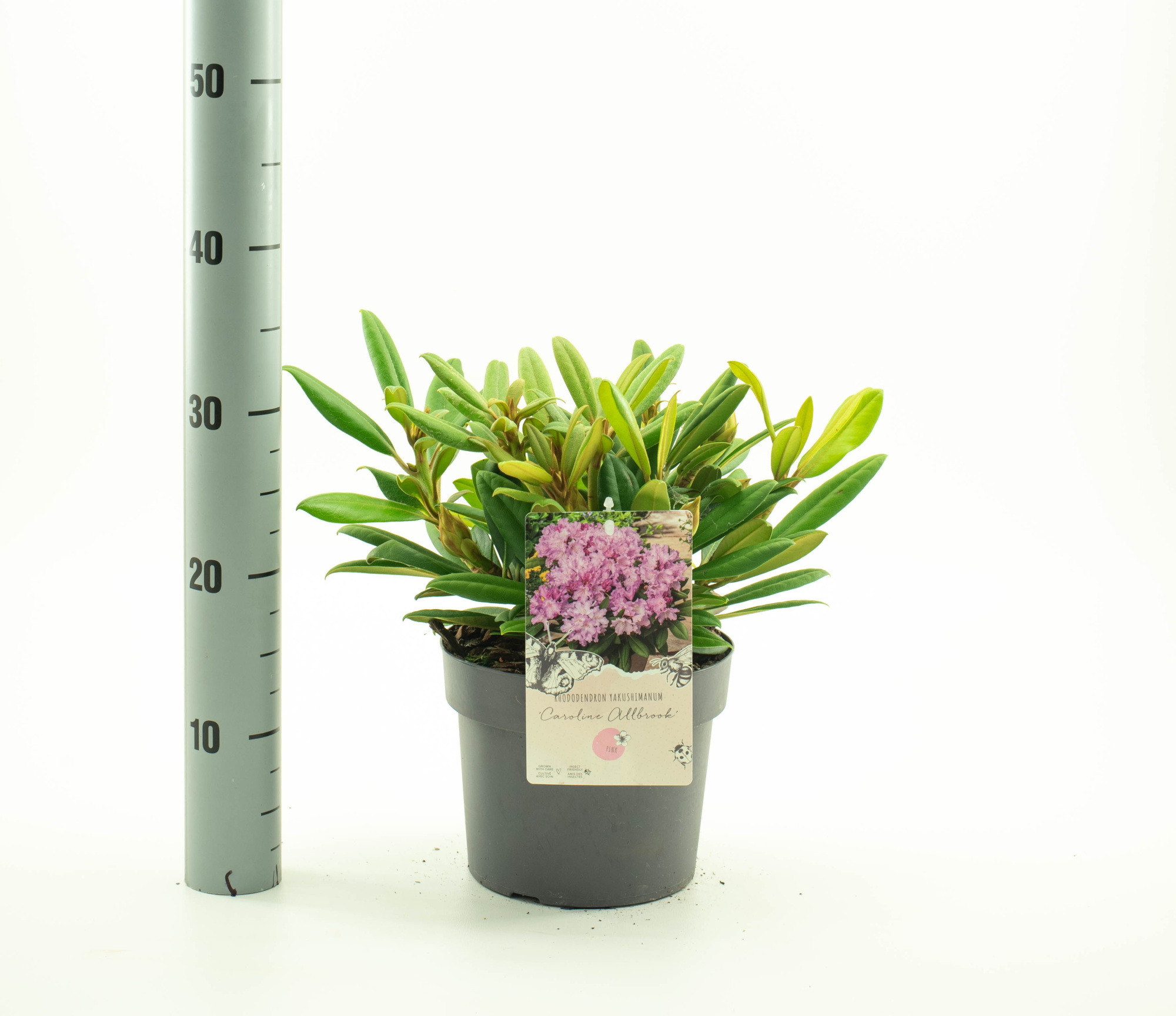 Rhododendron (Y) 'Caroline Allbrook', D 19 cm