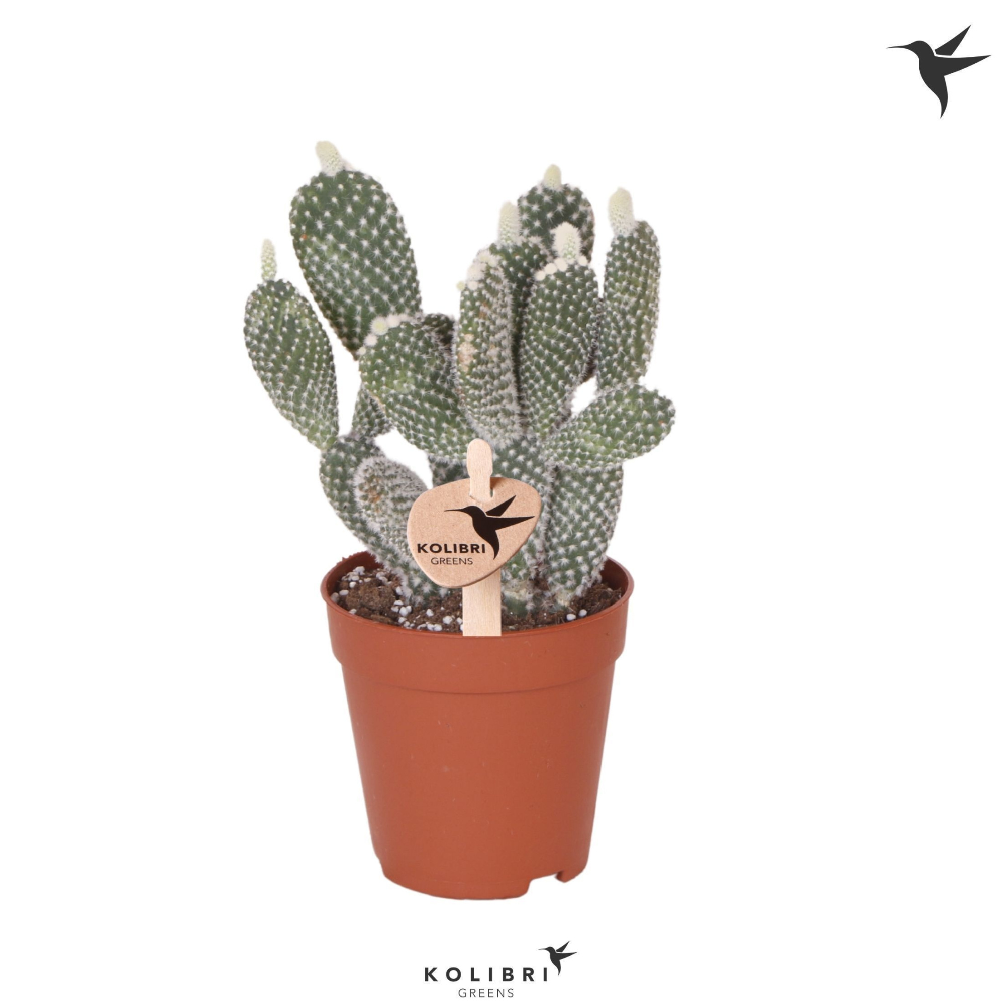 Kolibri Greens Opuntia white, D 9 cm