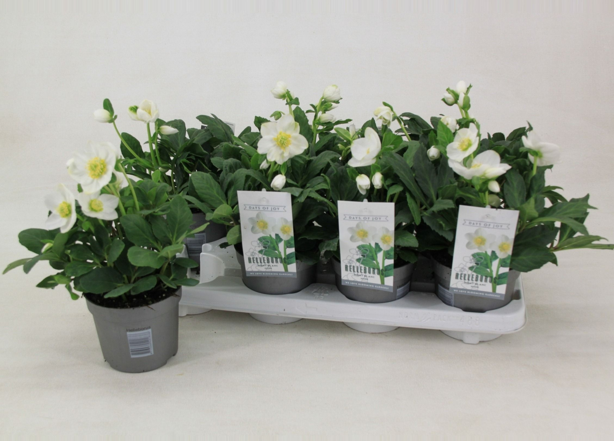 Helleborus niger 'Mont Blanc' - large, D 12 cm