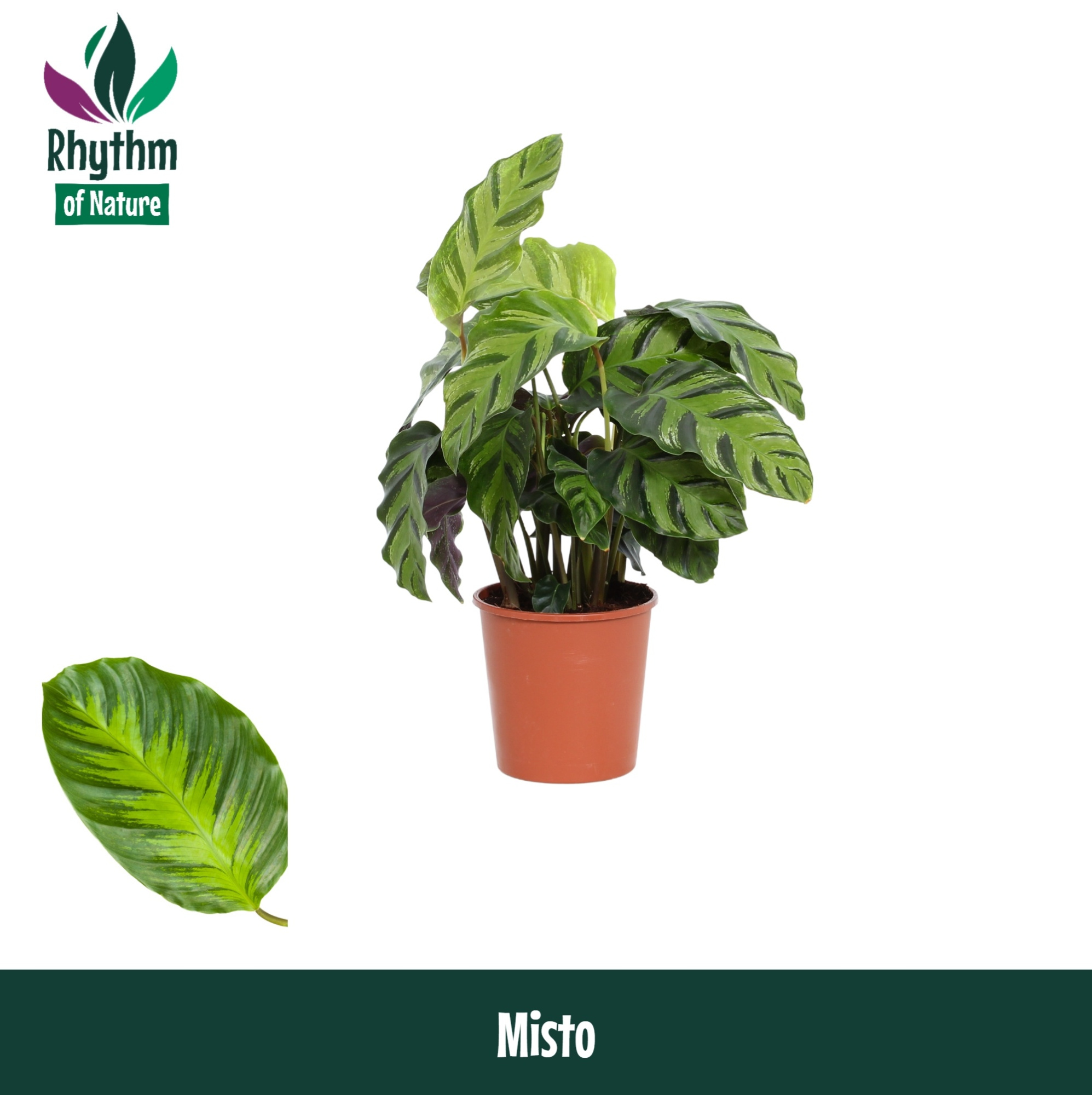 Calathea 12cm Misto Rhythm of Nature, D 12 cm