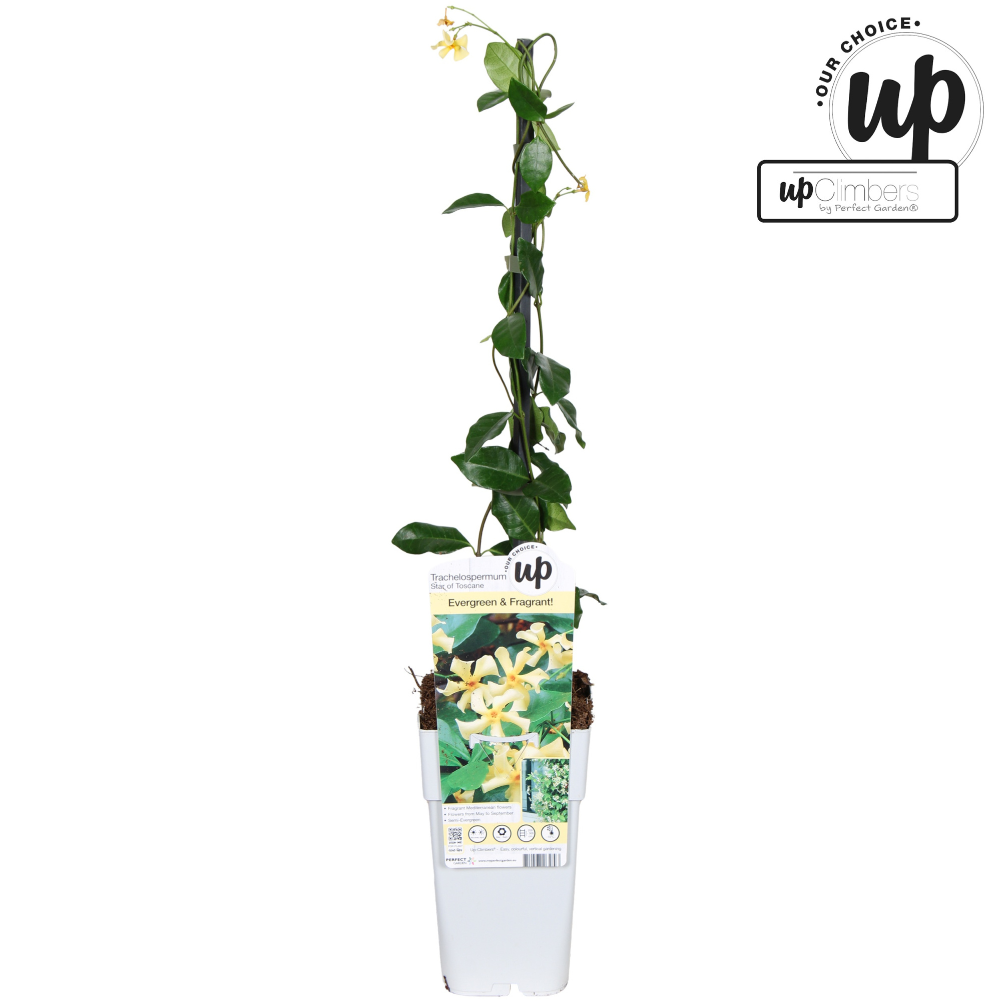 Trachelospermum Star of Toscana P15, D 15 cm