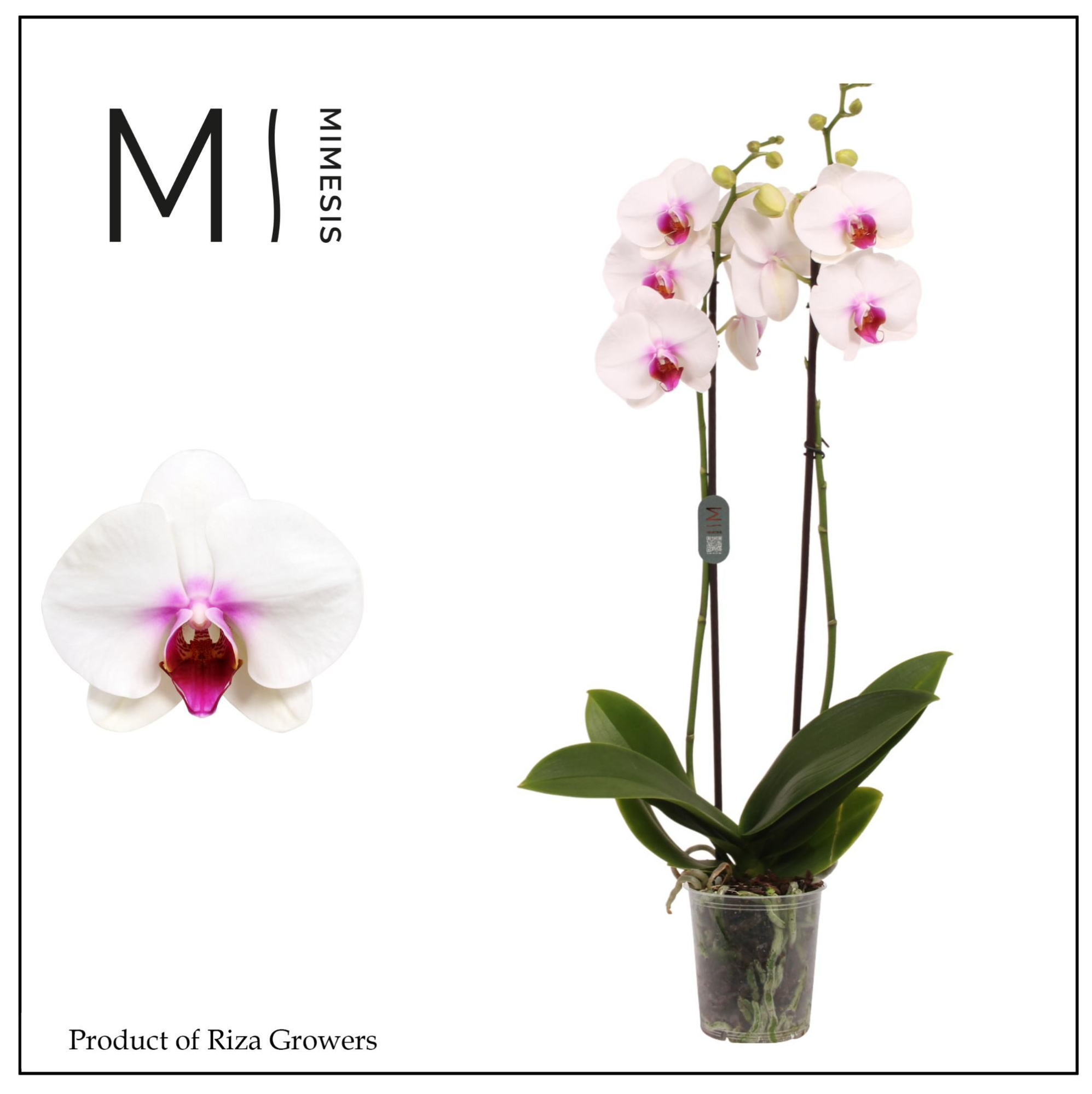 Mimesis Phal. Scarlion - 2 spike 12cm, D 12 cm