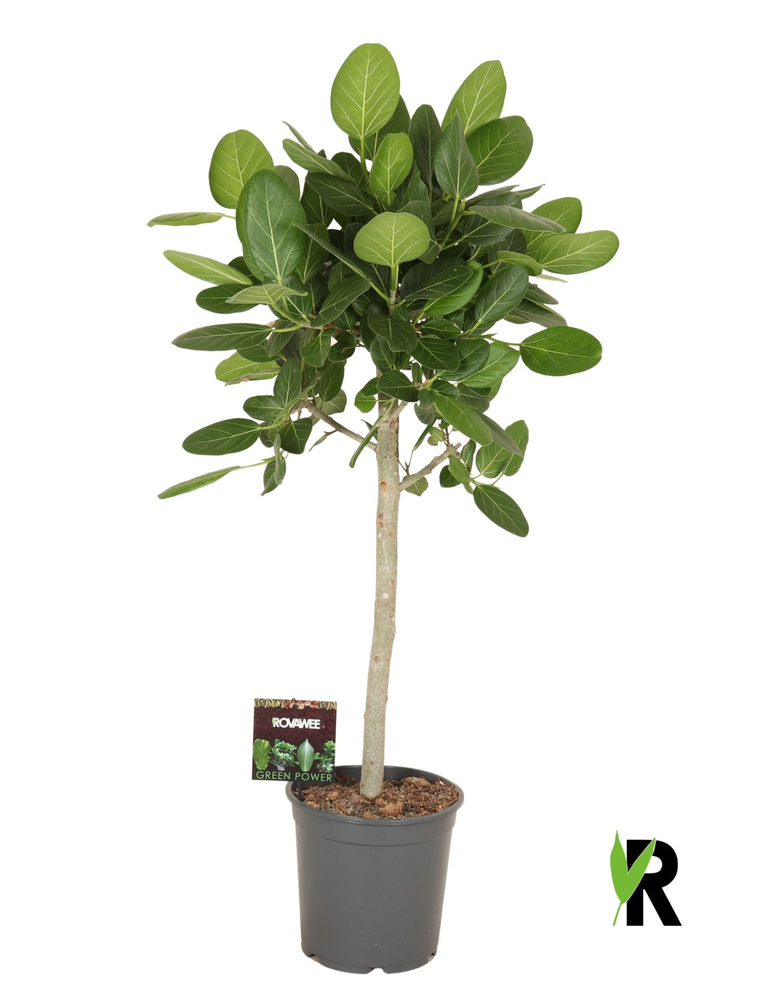 Ficus beng. Audrey op stam, D 27 cm