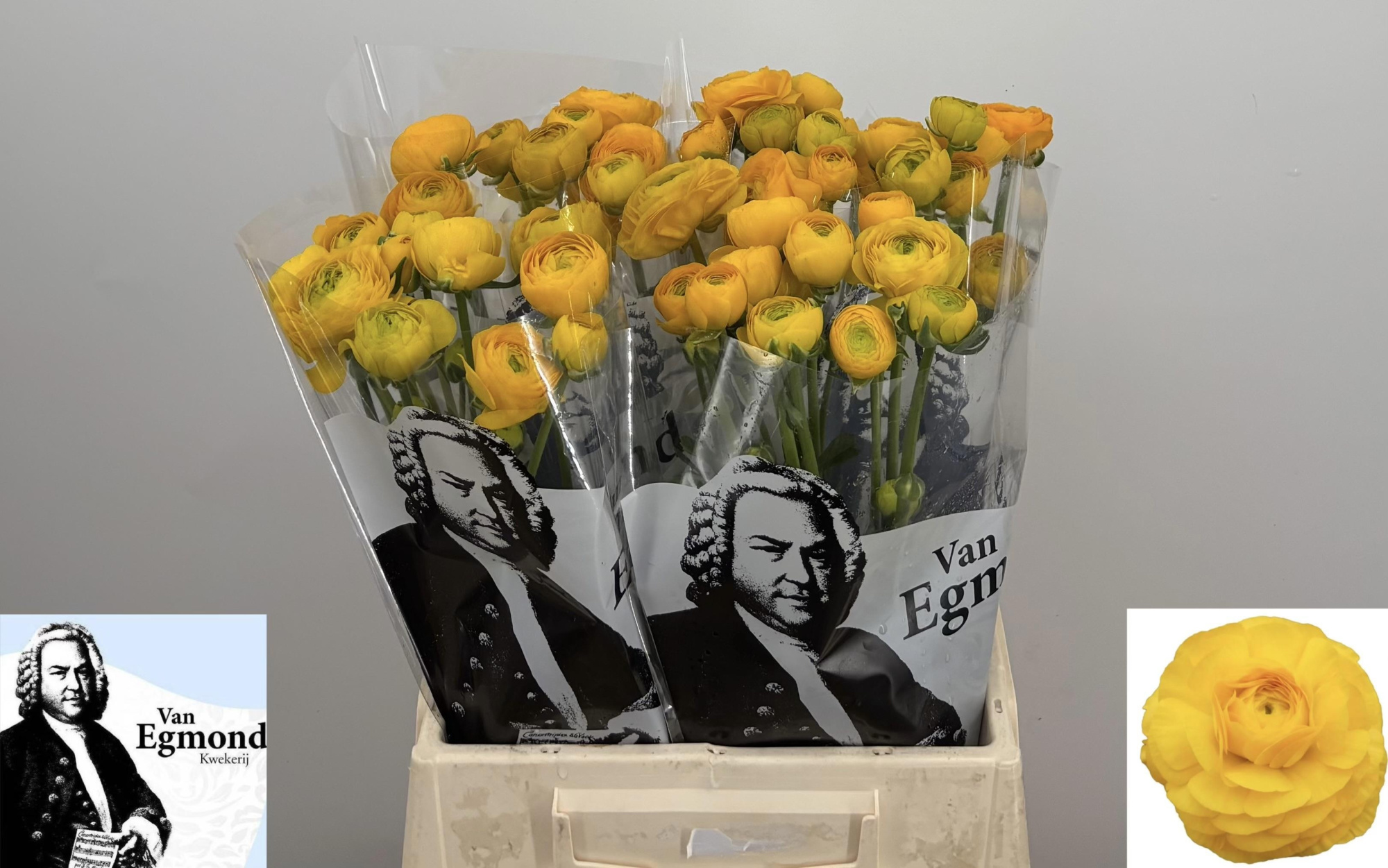 Ранункулус Азур Еллоу 45, шт.