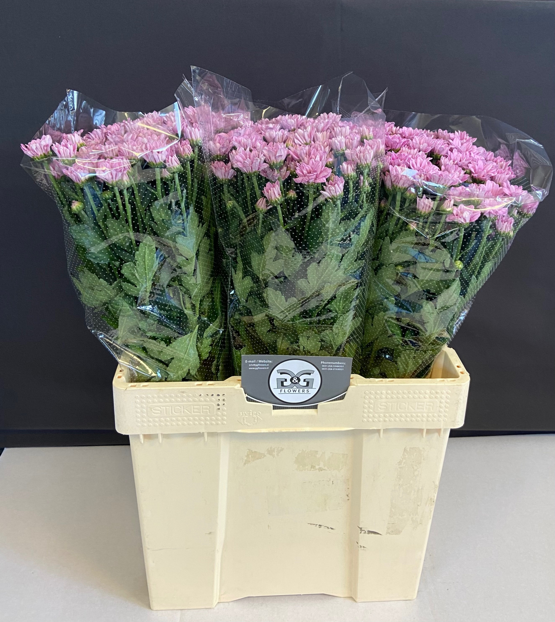 Хризантема куст. Баллеринас Пинк 60, шт.