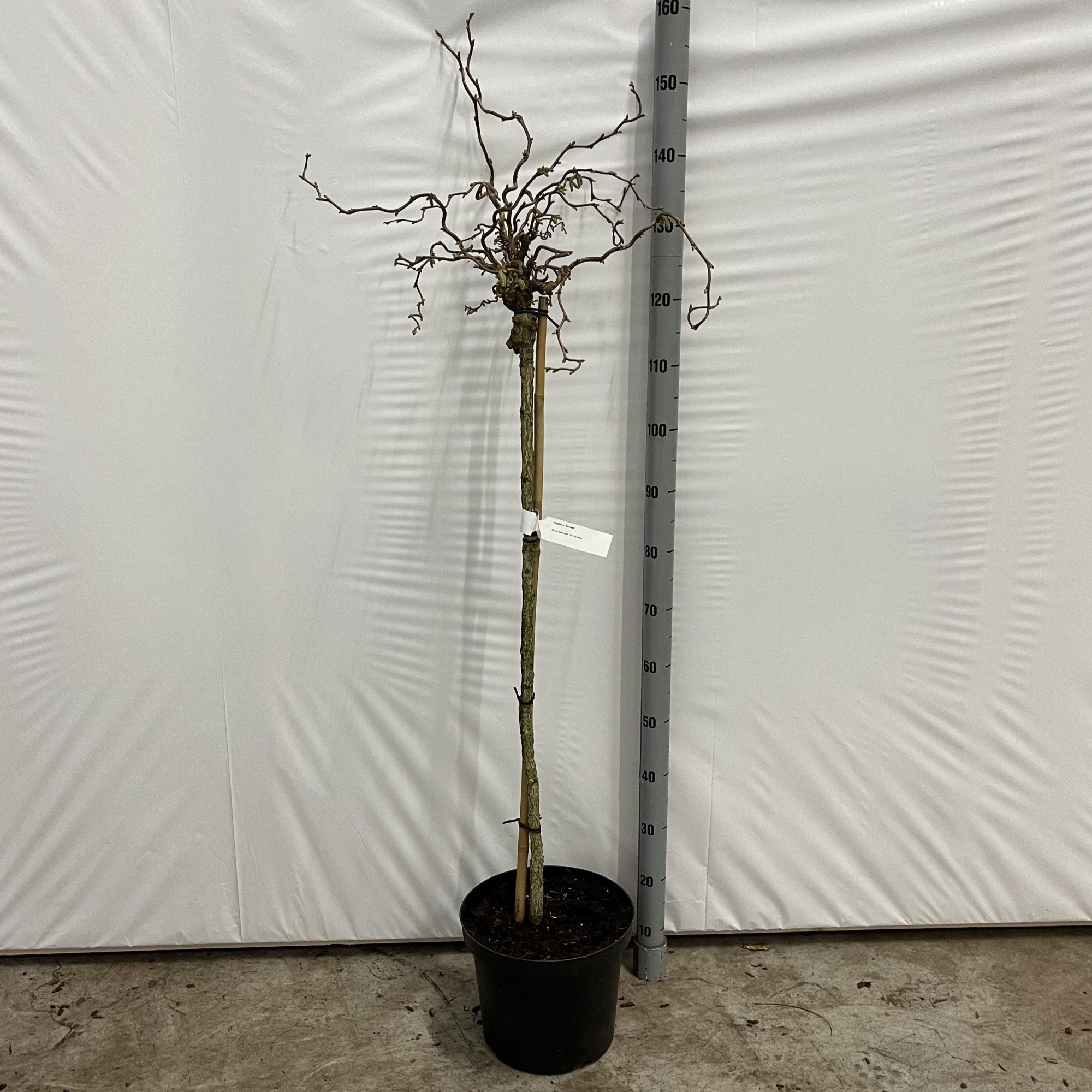 Corylus avellana 'Scooter' -- stam 90 cm, D 29 cm