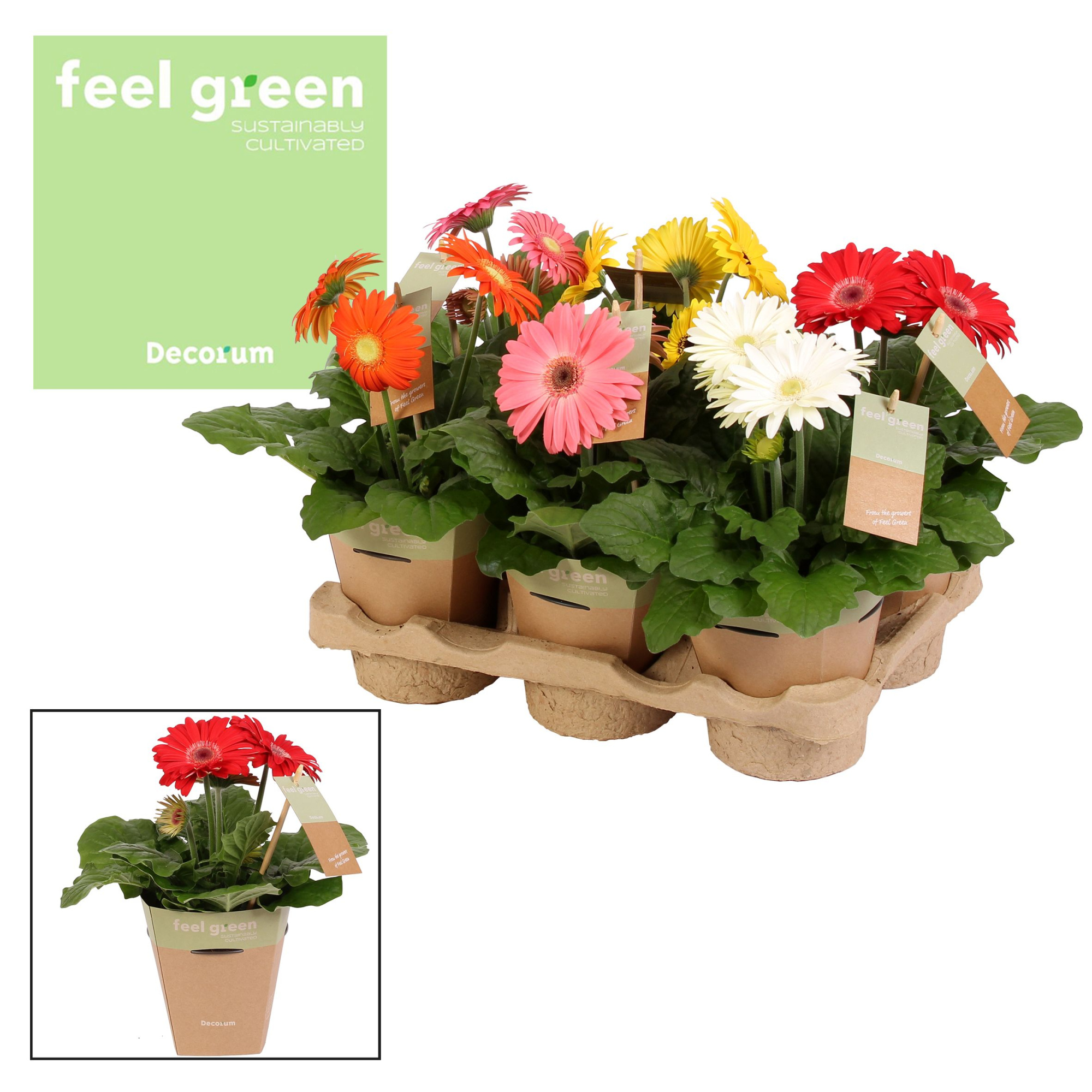Gerbera 2+ bl. Feel Green, nature pc Decorum, D 12 cm