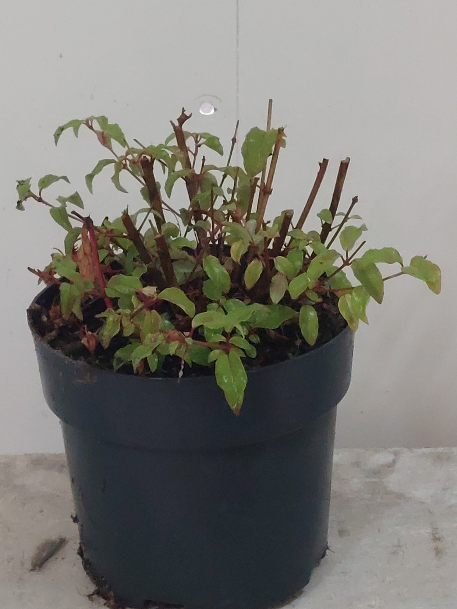 Fuchsia mag. Gracilis, D 17 cm