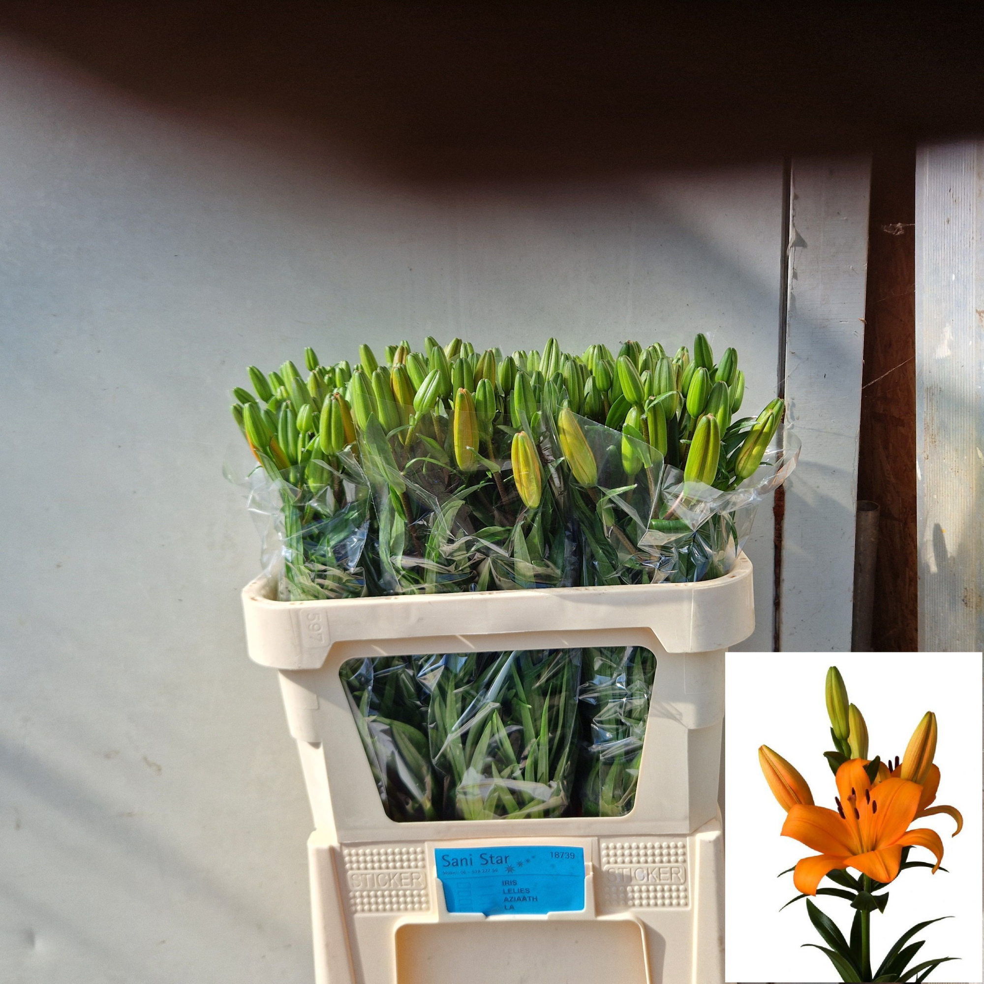 Лилия Трезор 80, шт.