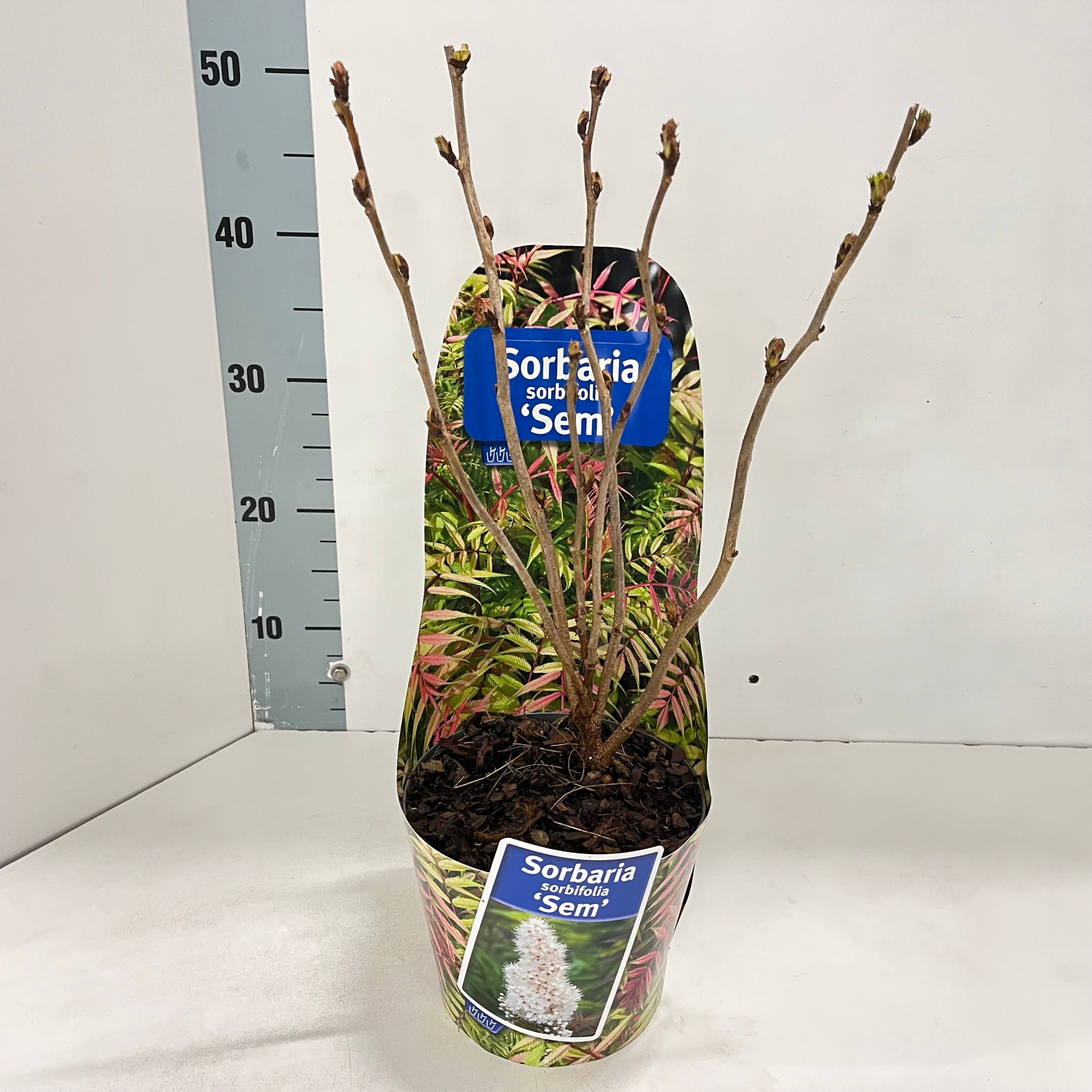 Sorbaria sorb. 'Sem' PBR (in potcover), D 17