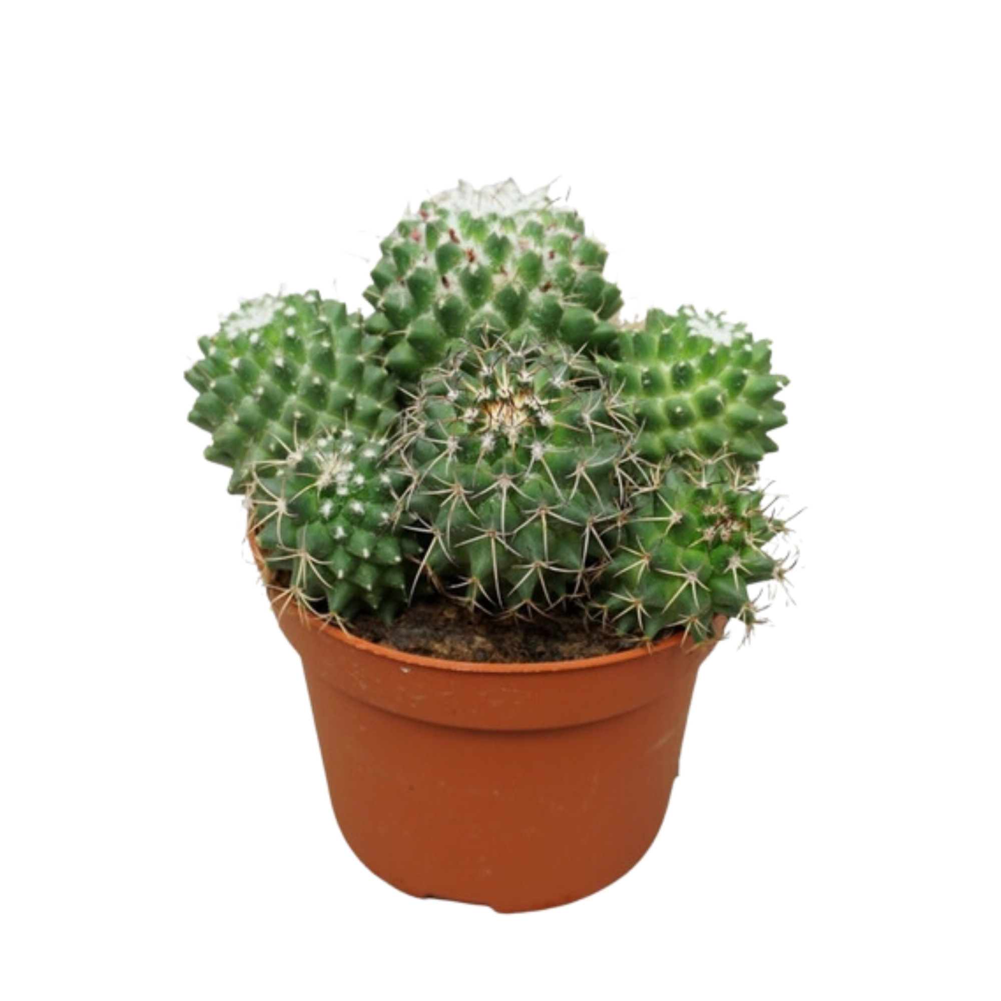 Mammillaria toluca 12 cm, D 12 cm