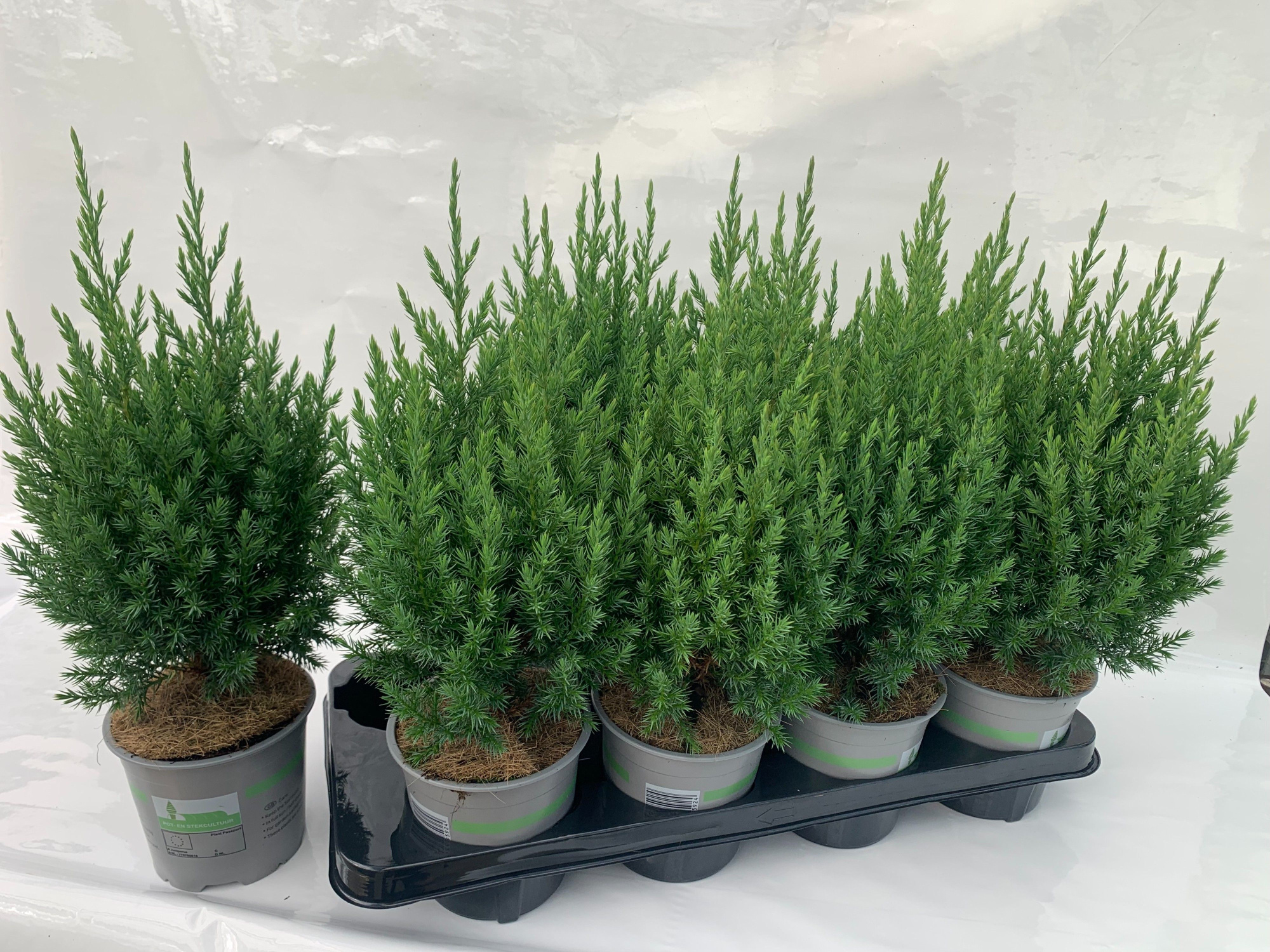 Jun. chin. Stricta, D 13 cm